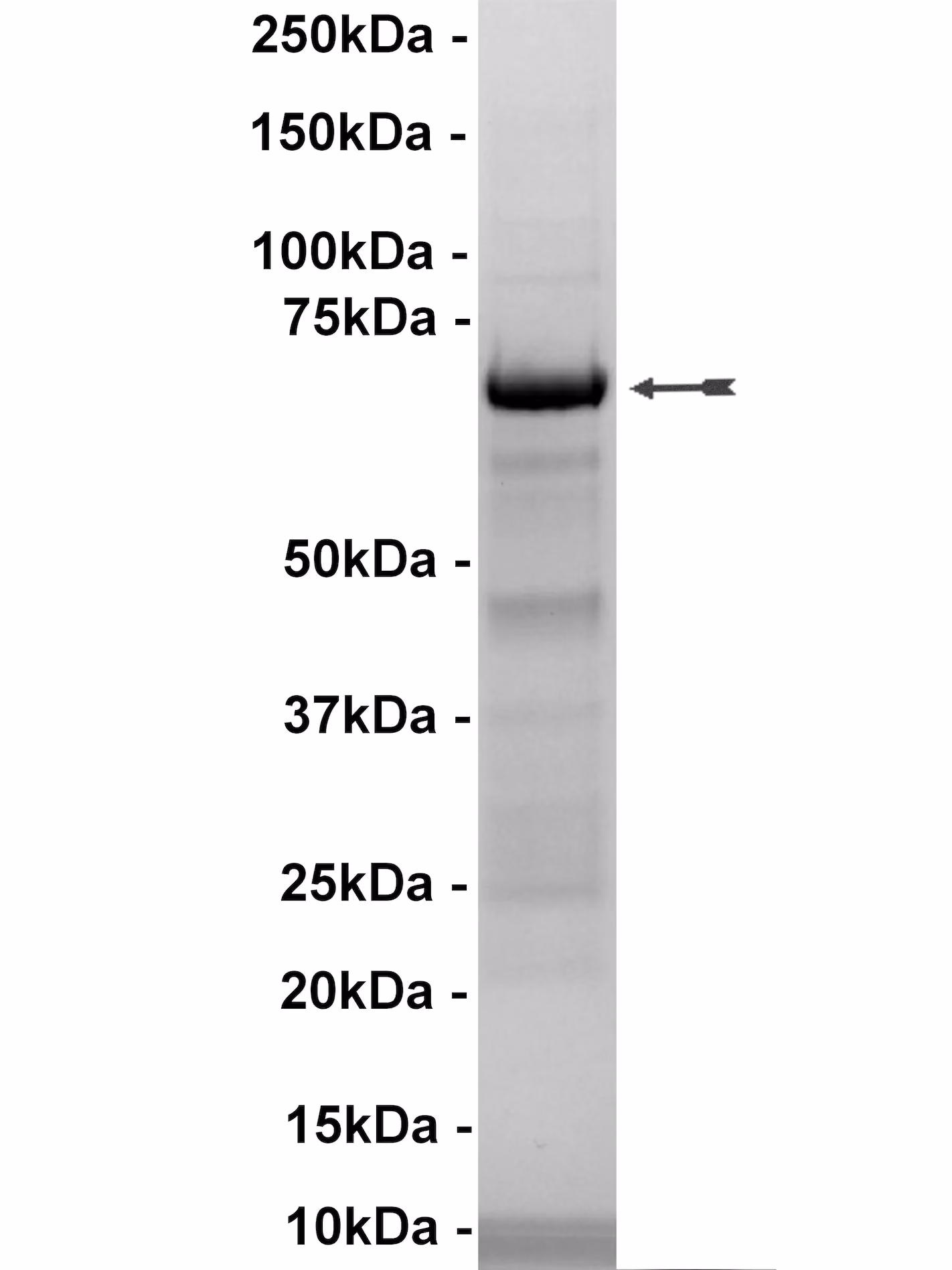MEK1, unactive Human Recombinant Kinase Protein