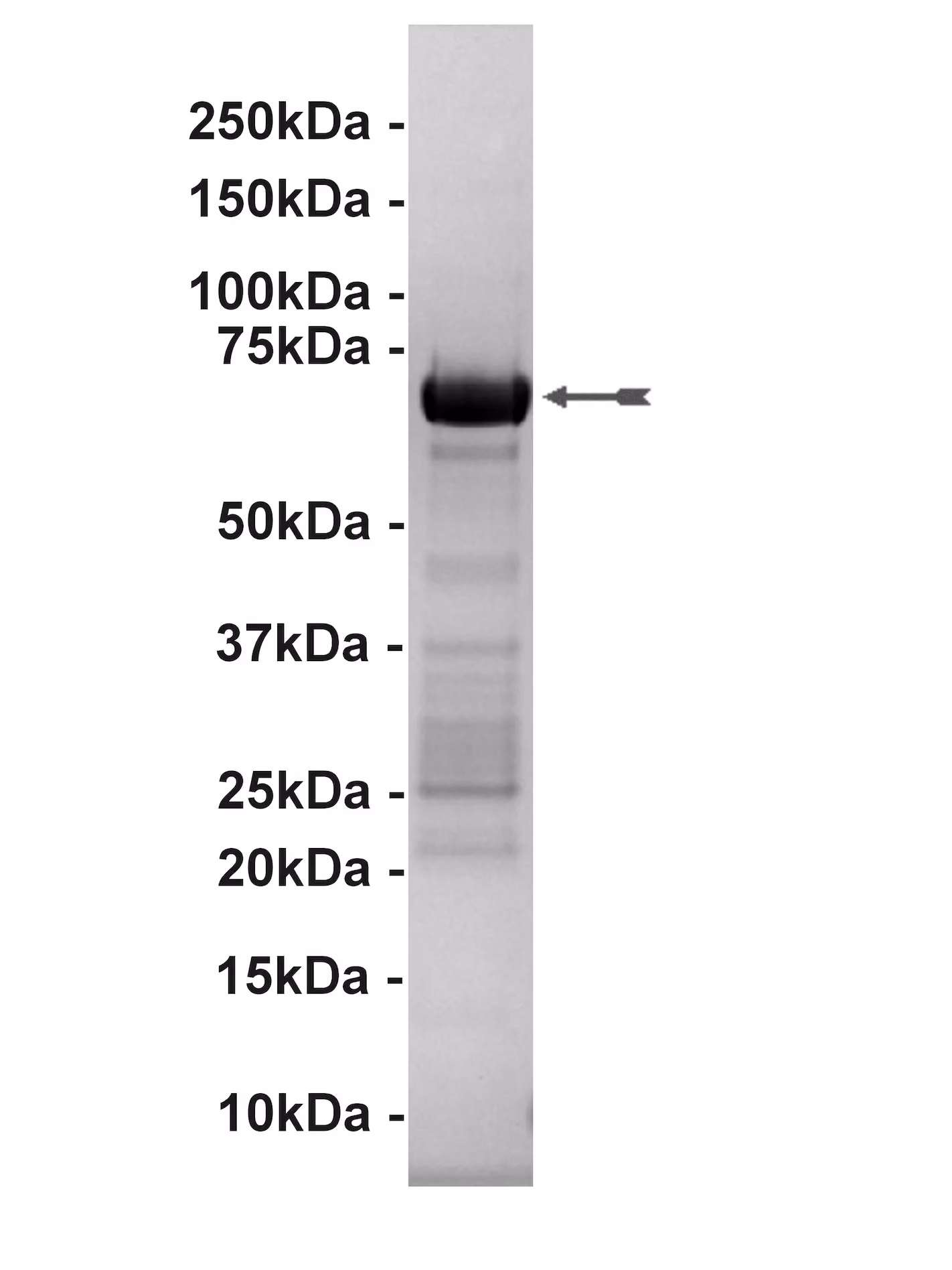 MEK1, active Human Recombinant Kinase Protein