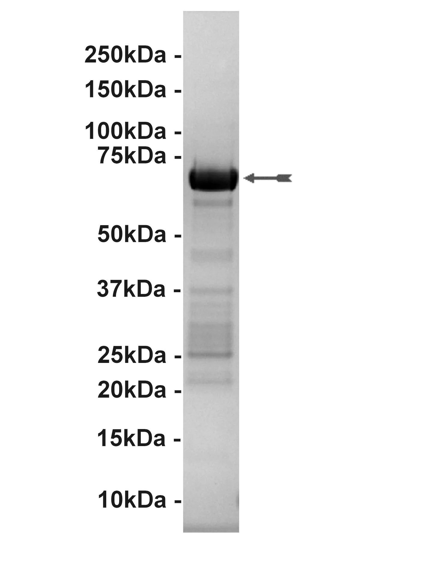 MEK1, active Human Recombinant Kinase Protein