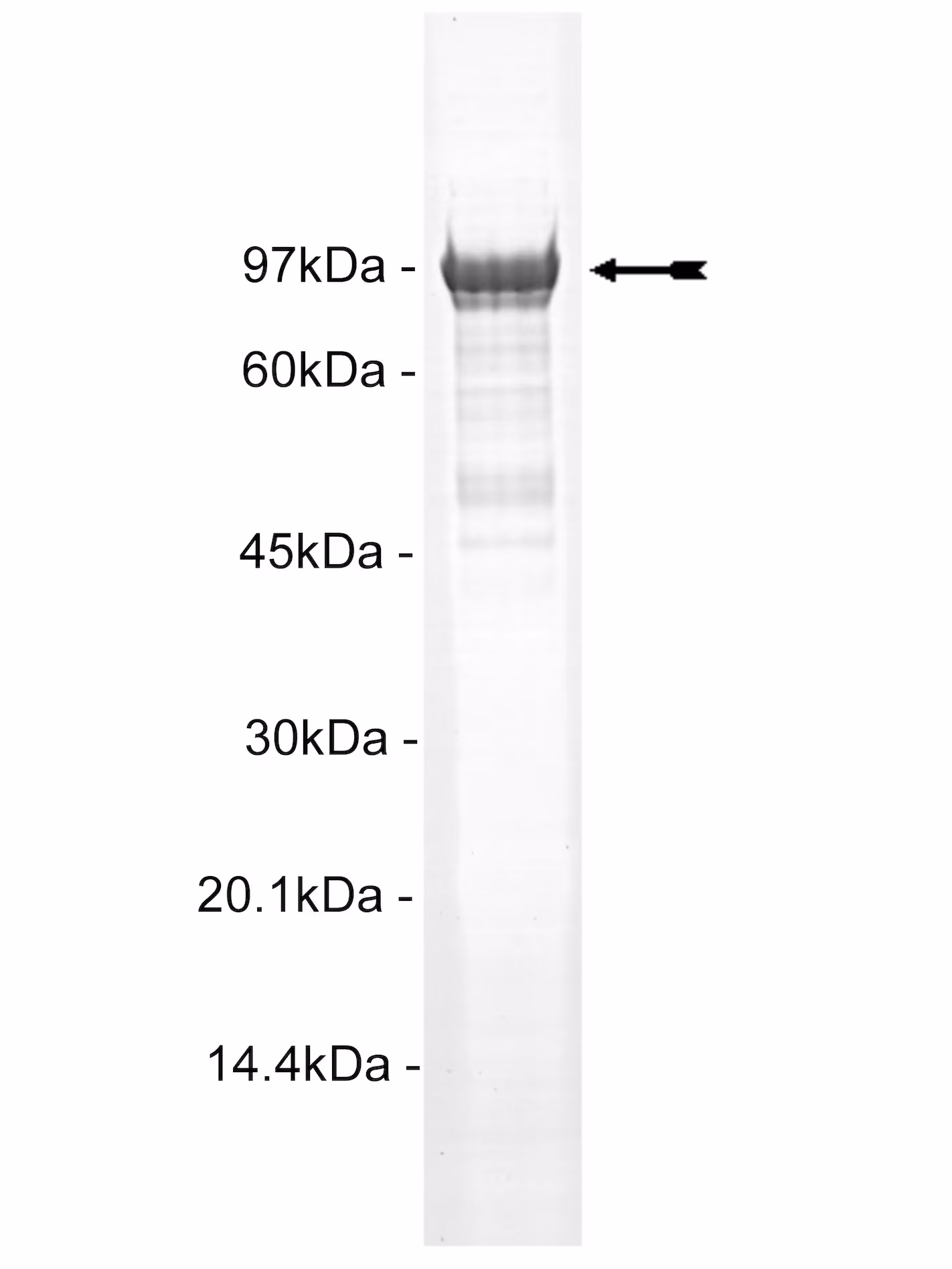 MSK1, active (flag tag) Human Recombinant Kinase Protein