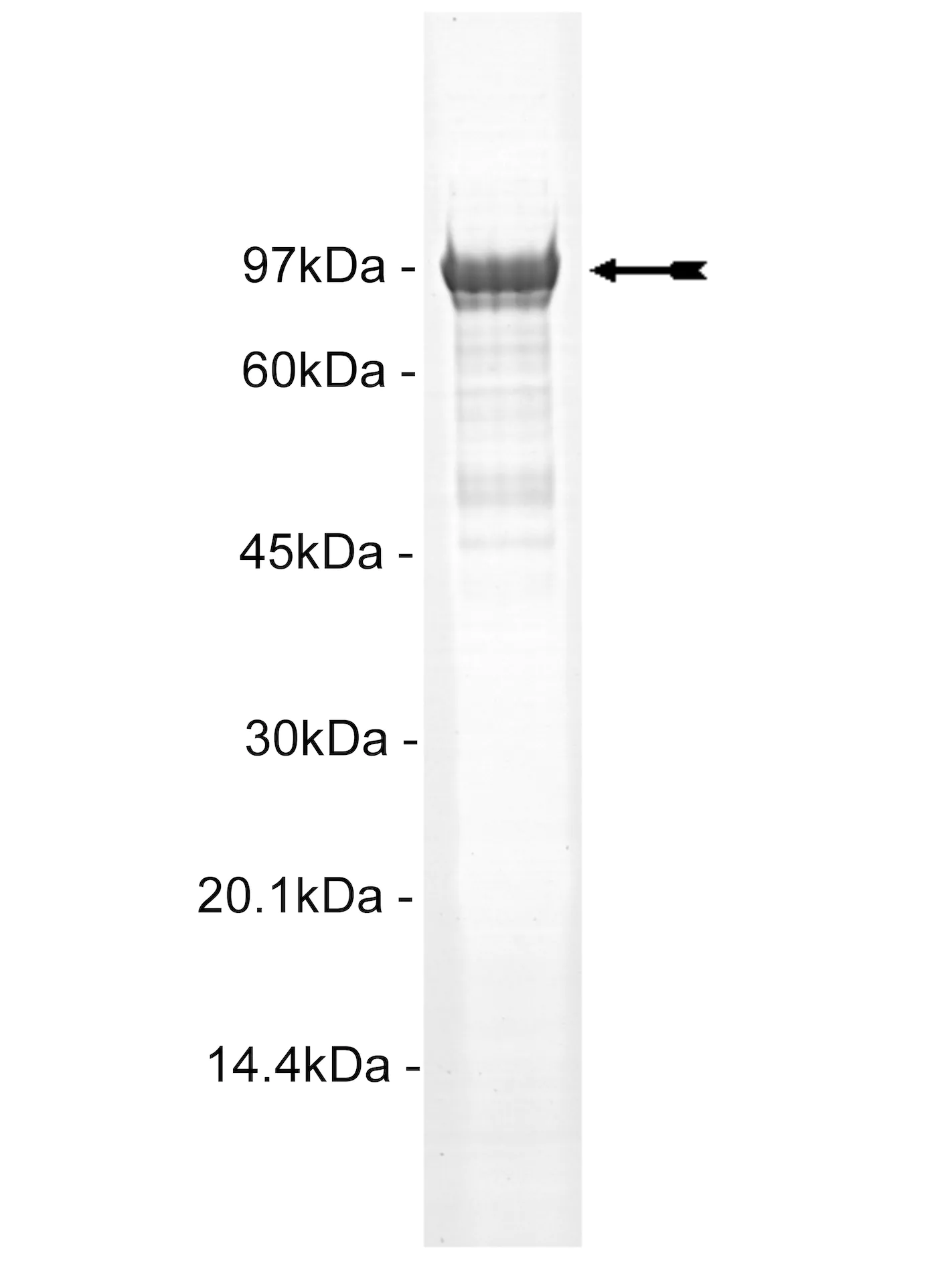 MSK1, active (flag tag) Human Recombinant Kinase Protein