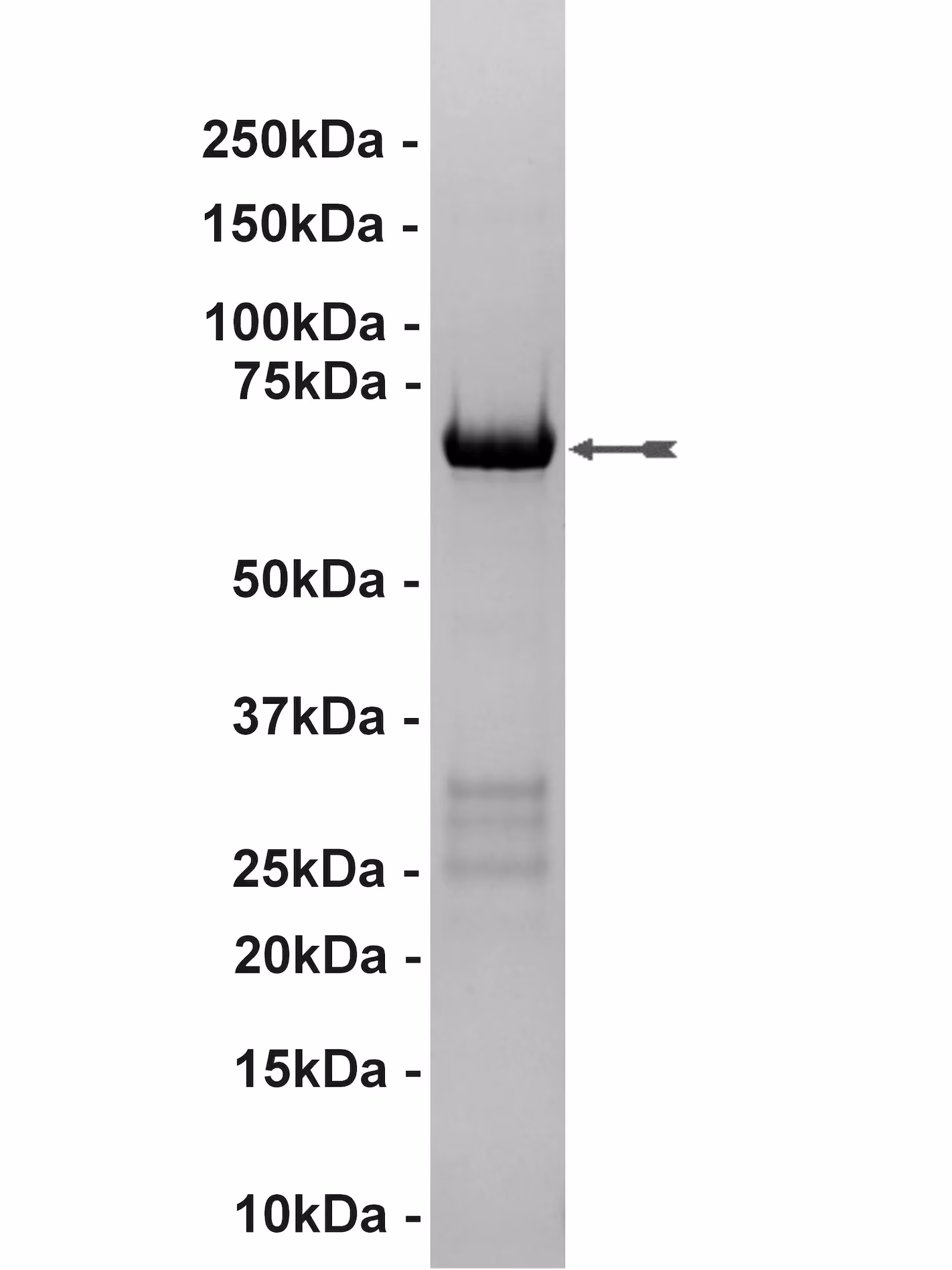 MAP Kinase 1/Erk1, active Human Recombinant Kinase Protein