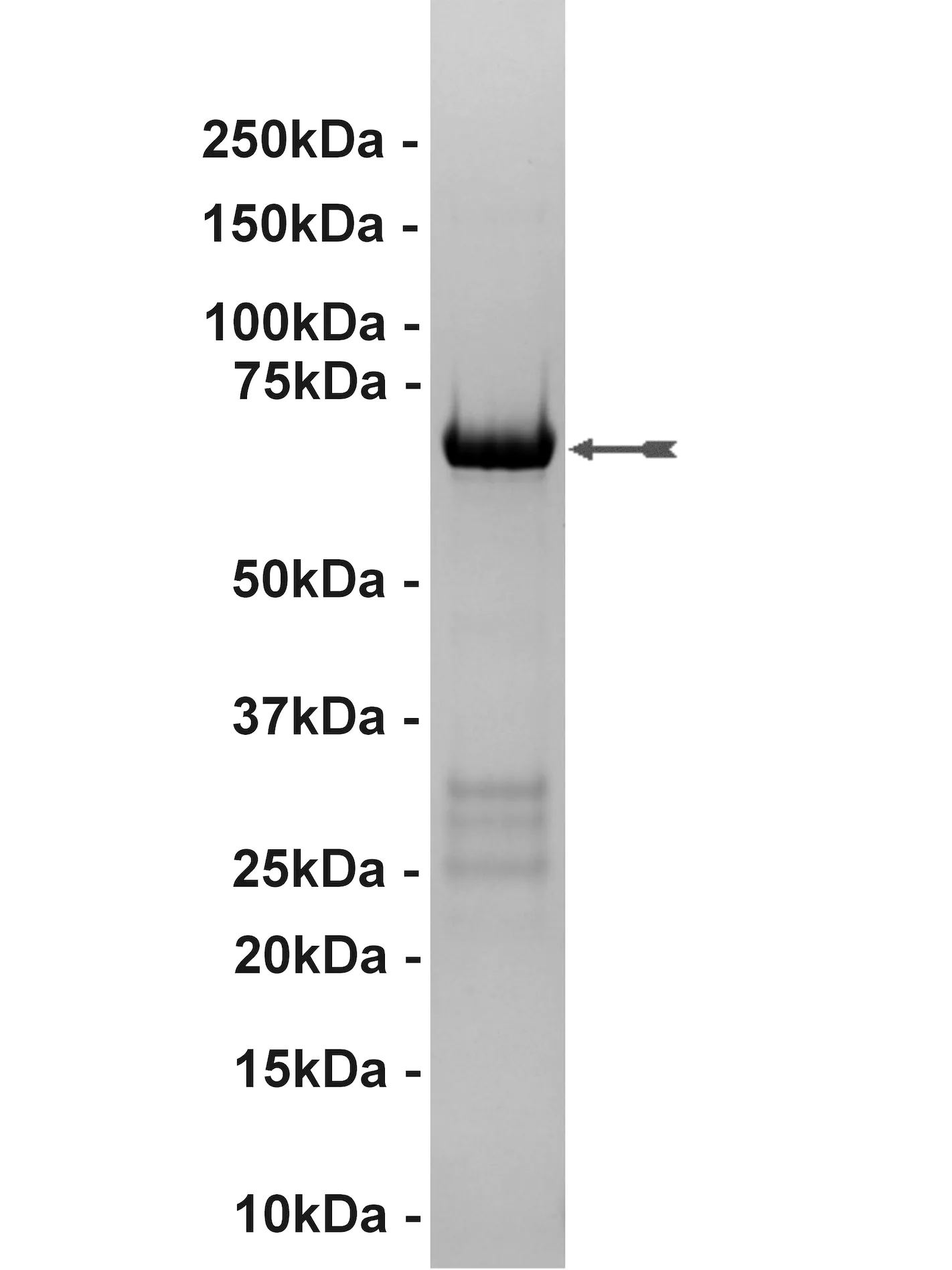 MAP Kinase 1/Erk1, active Human Recombinant Kinase Protein