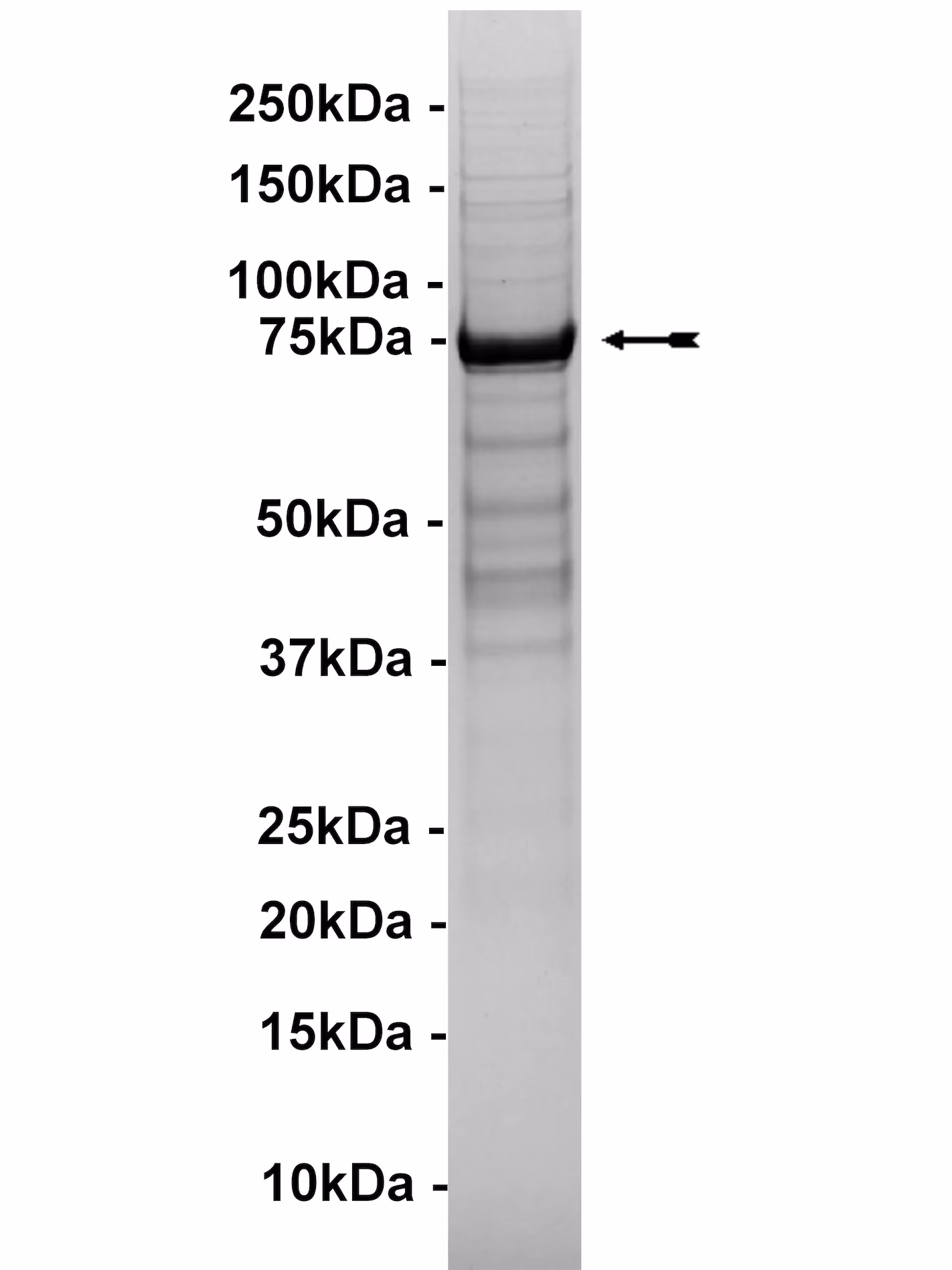 PKC θ, active Human Recombinant Kinase Protein