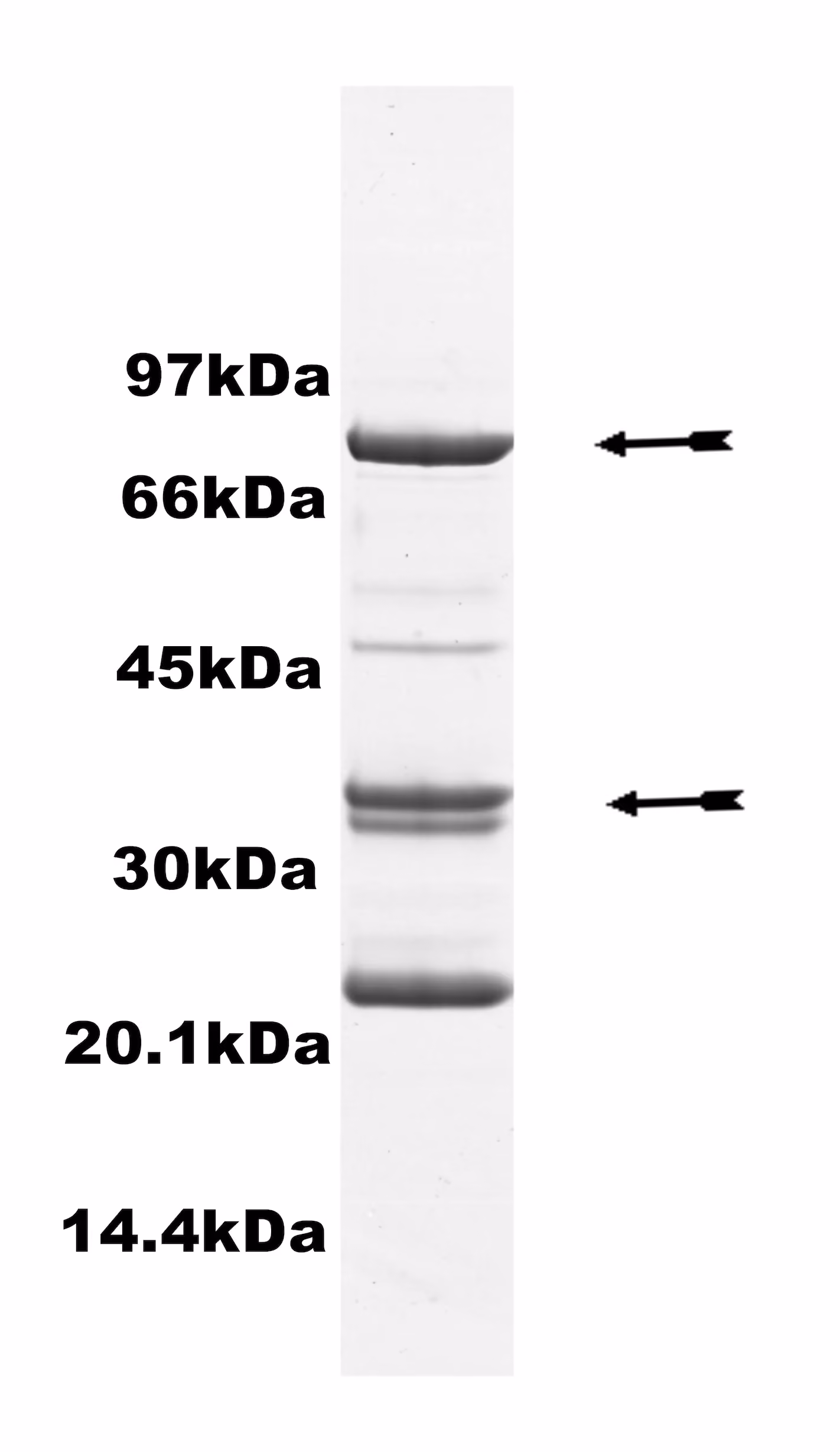 Cdk2/Cyclin A, active Human Recombinant Kinase Protein