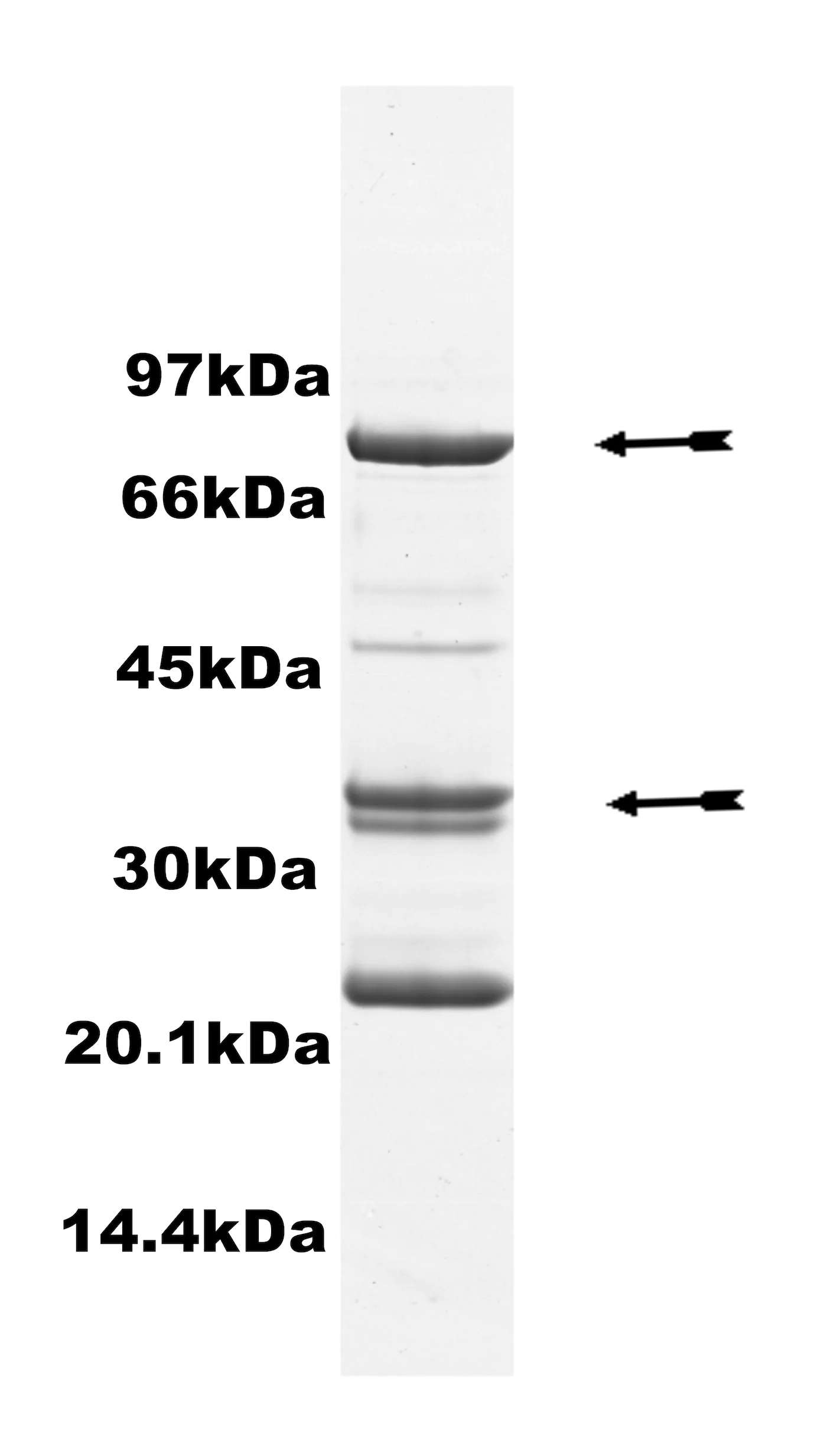Cdk2/Cyclin A, active Human Recombinant Kinase Protein