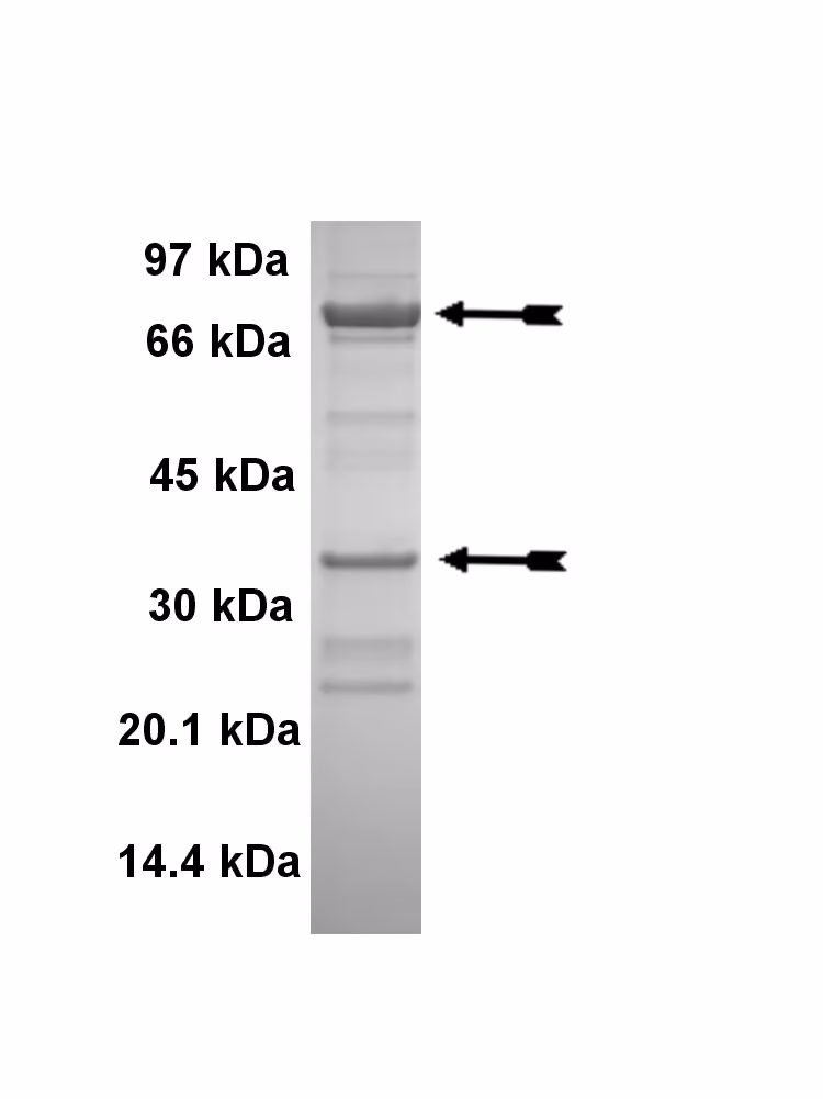 Cdk1/cyclin B, active Human Recombinant Kinase Protein