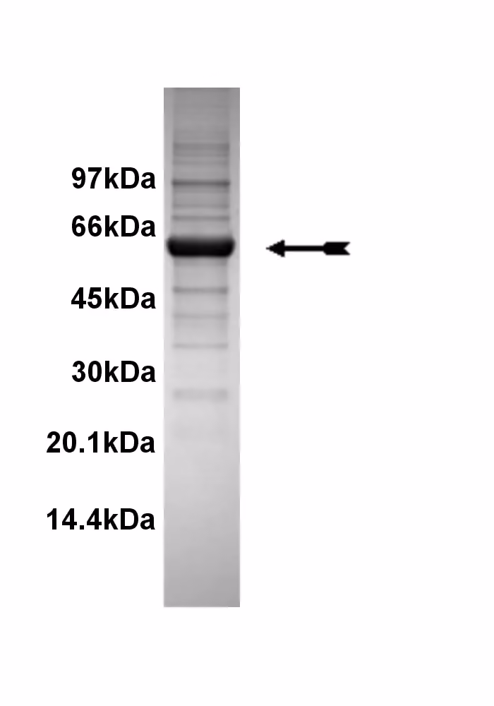 PDK1, active Human Recombinant Kinase Protein