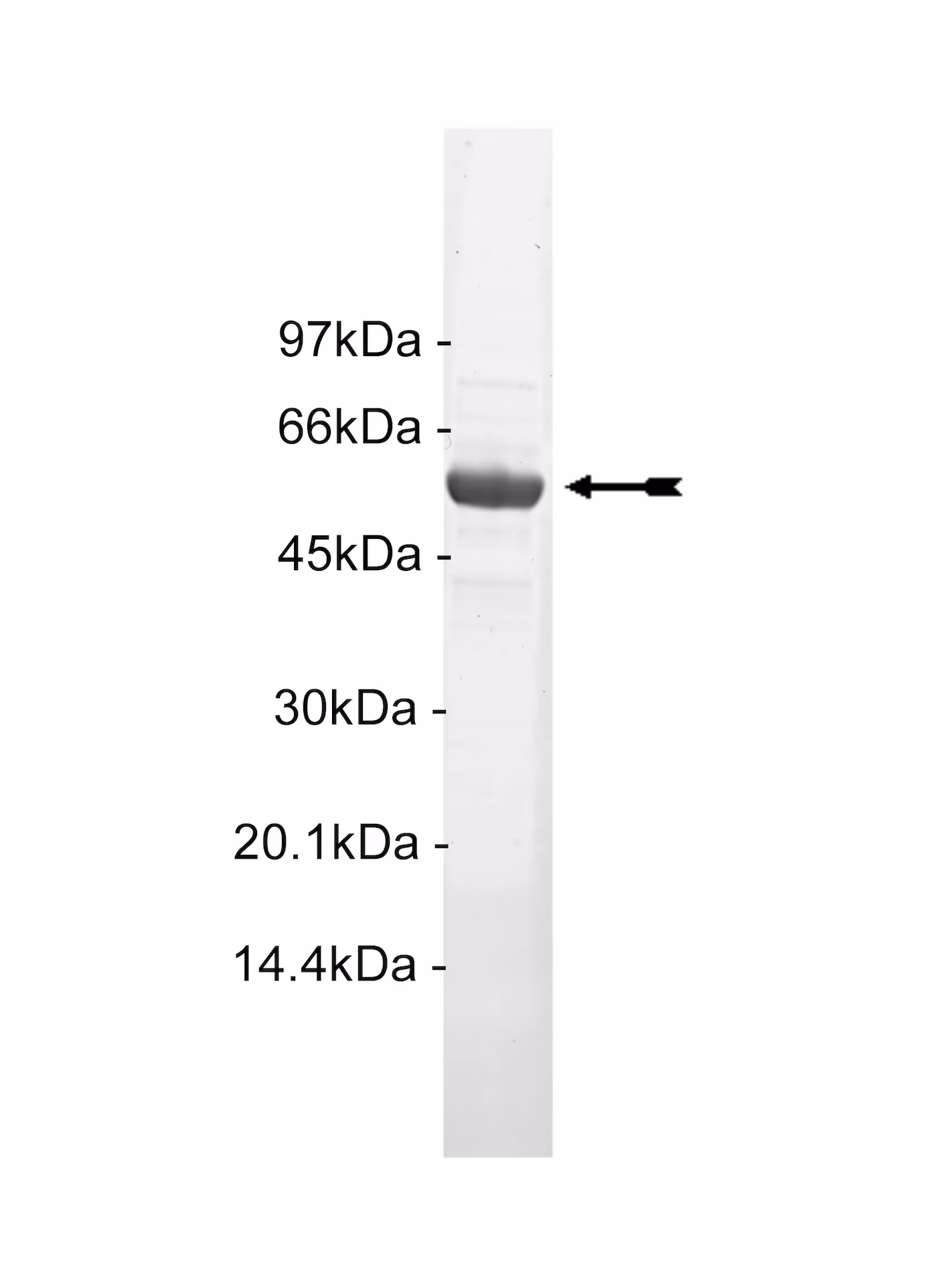 Akt1/PKBα (δPH, S473D), active Human Recombinant Kinase Protein