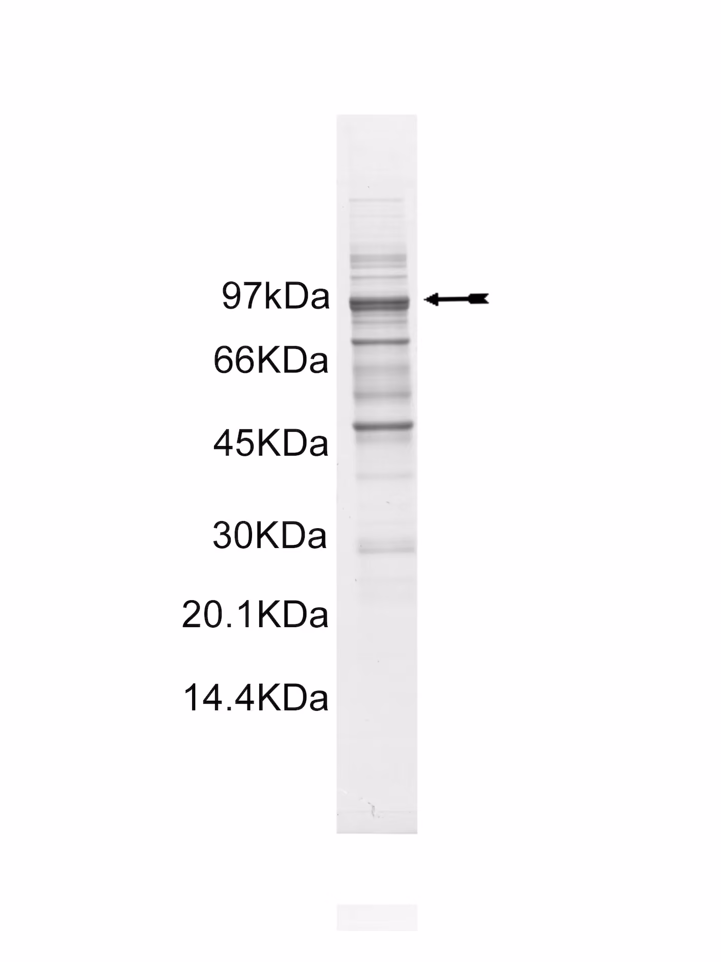 Rsk3, active Human Recombinant Kinase Protein