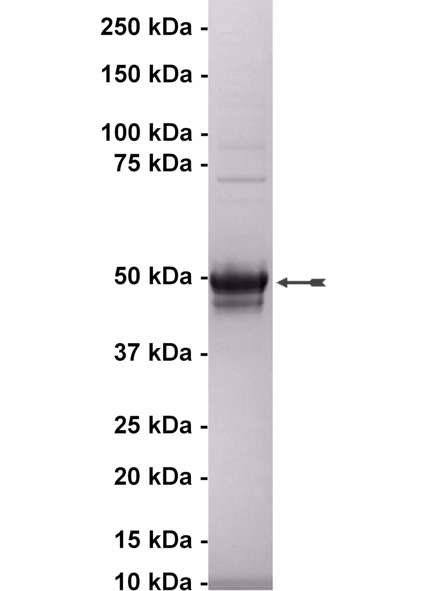IGF-IR (δ1-958), active Human Recombinant Kinase Protein