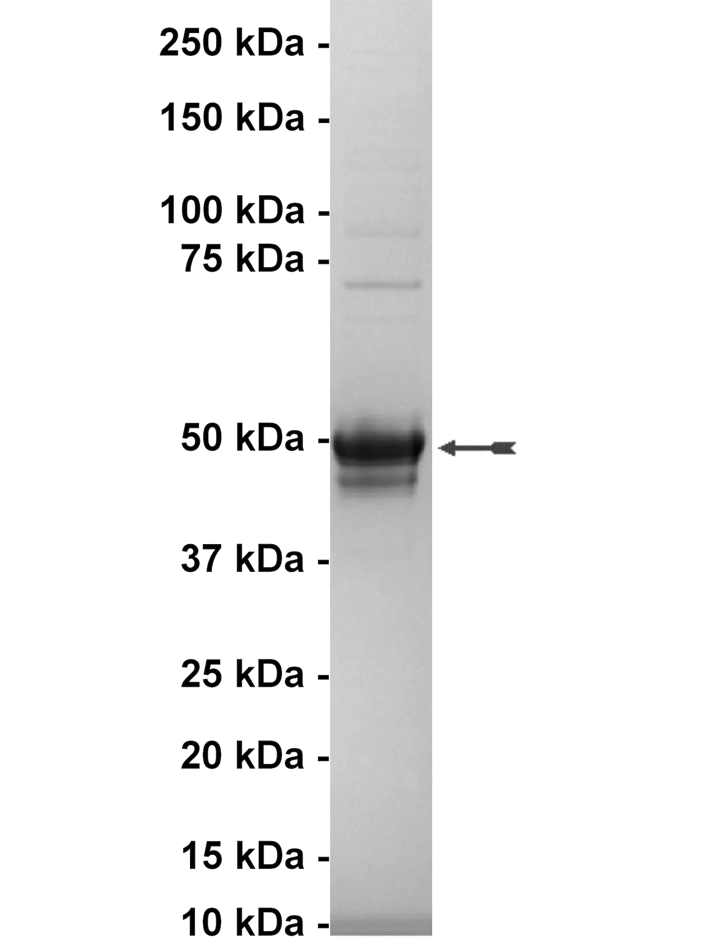 IGF-IR (δ1-958), active Human Recombinant Kinase Protein