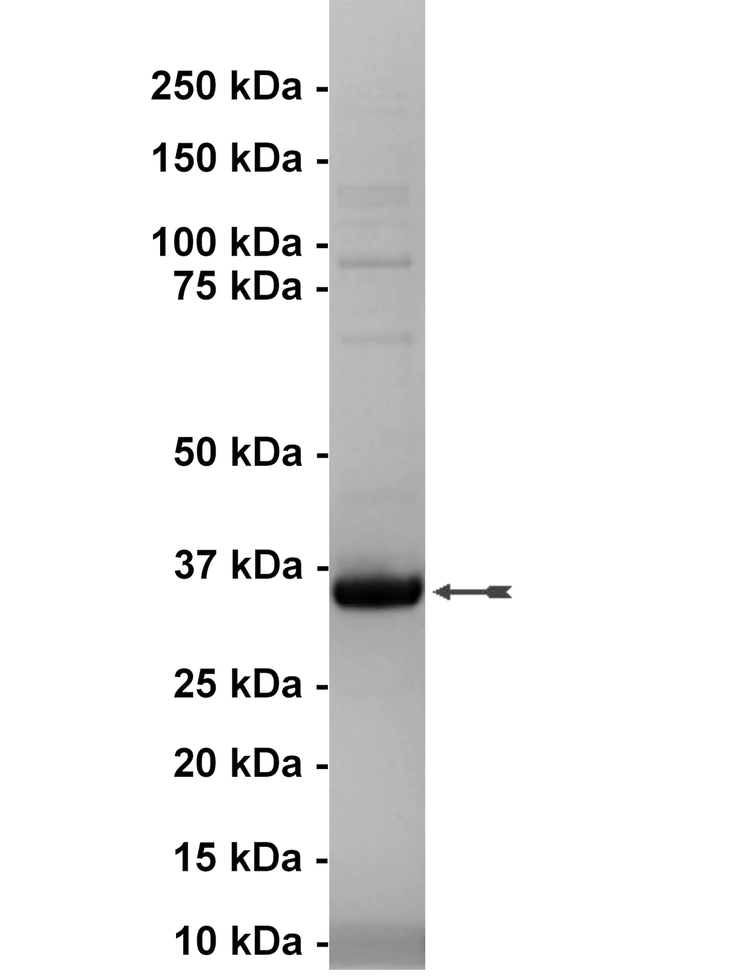 Insulin Receptor, active Human Recombinant Kinase Protein