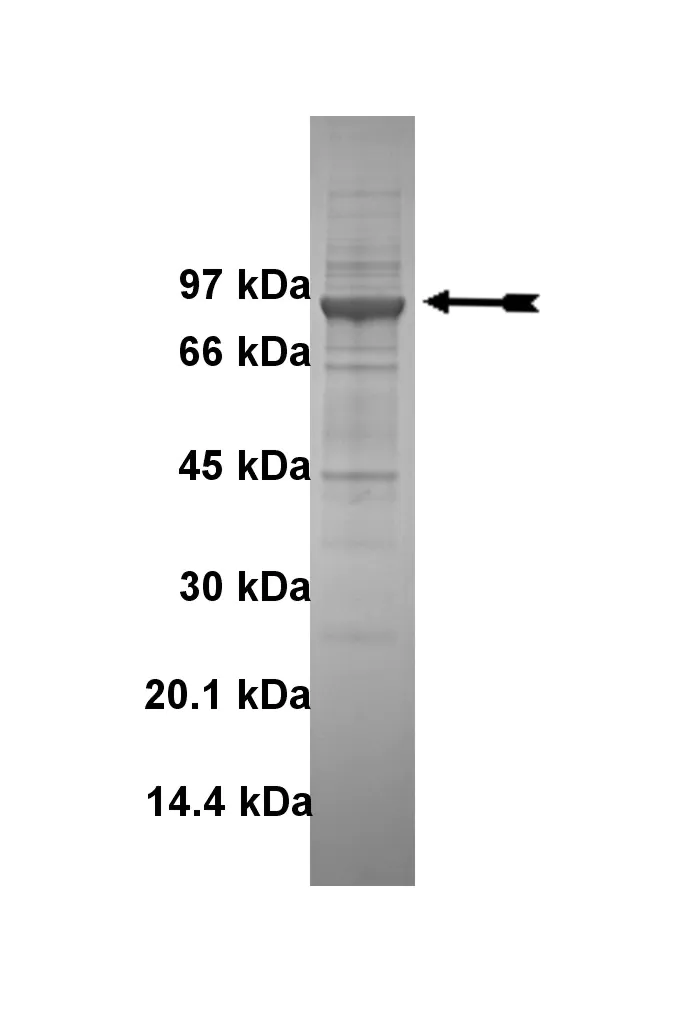 Fes/Fps, active Human Recombinant Kinase Protein