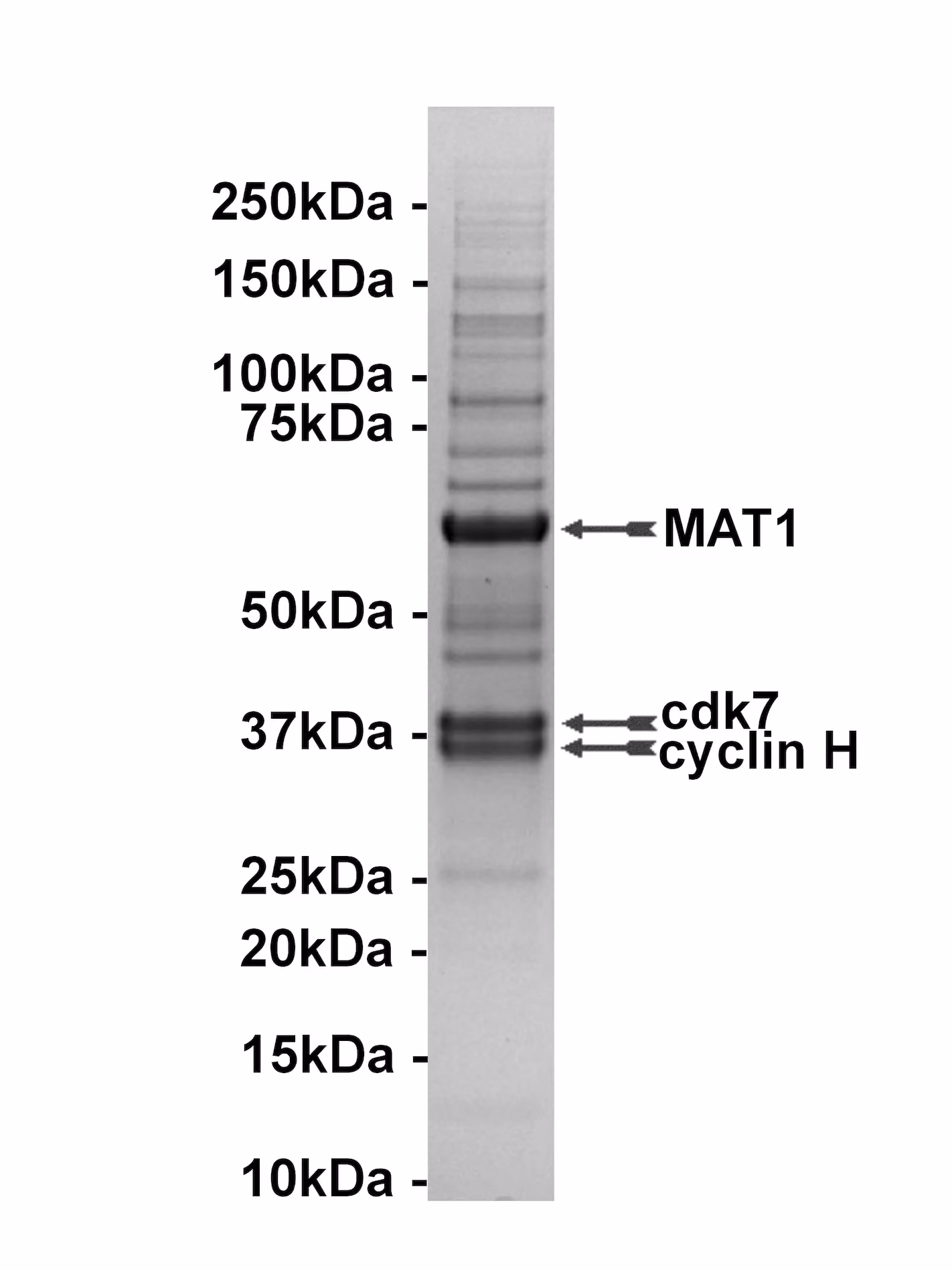 Cdk7/Cyclin H/MAT1 (CAK complex), active Human Recombinant Kinase Protein