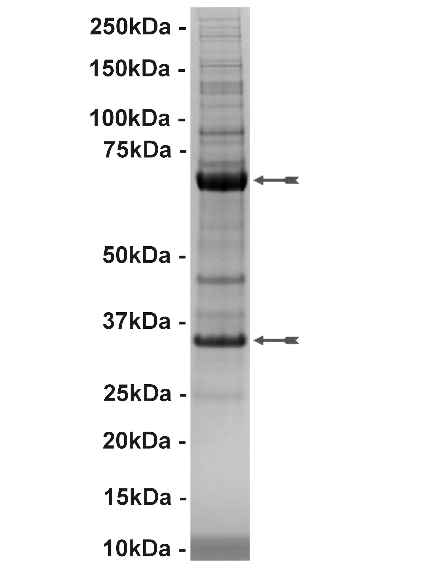 Cdk2/Cyclin E, active Human Recombinant Kinase Protein
