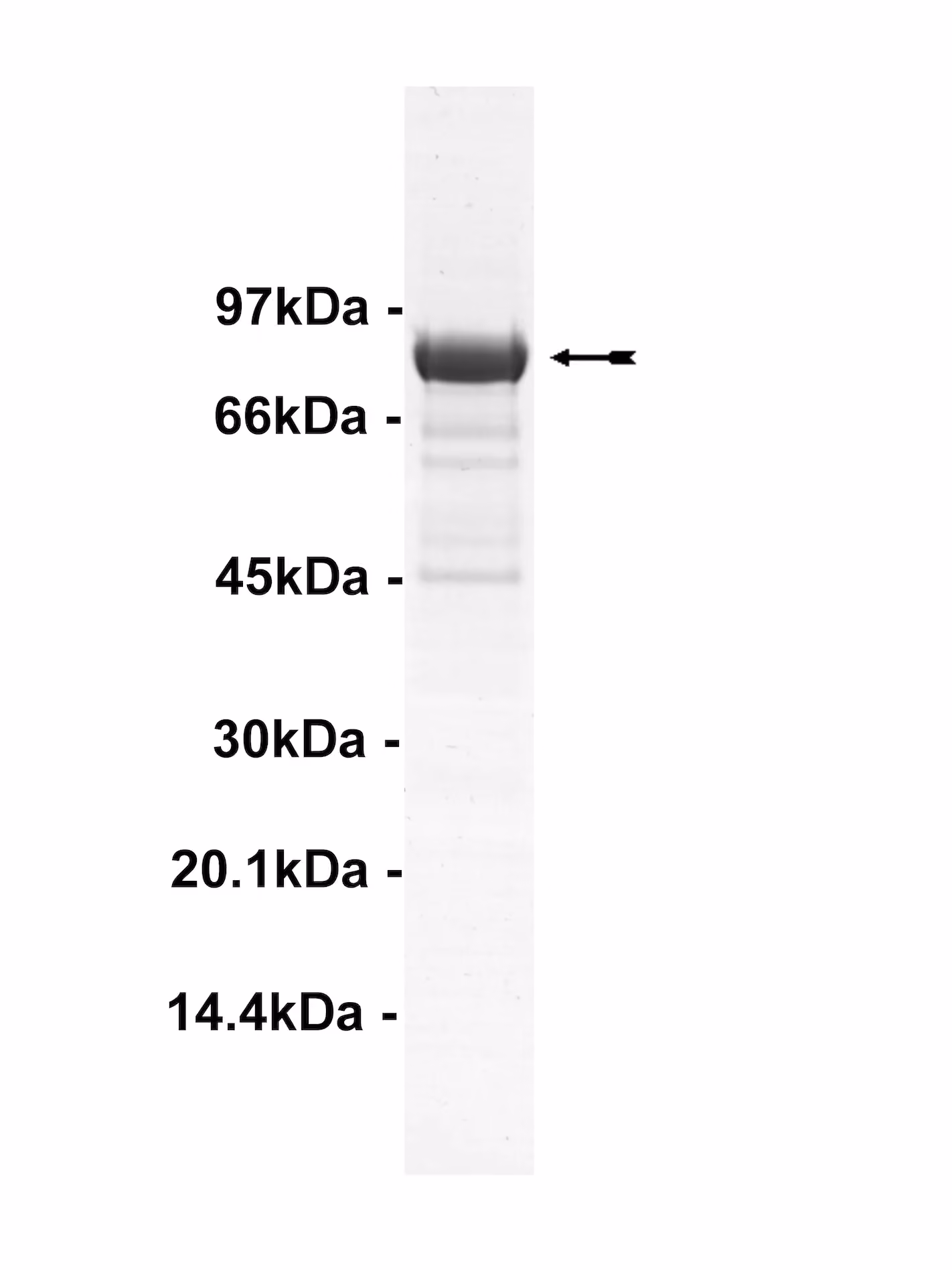 Rsk1/MAPKAP Kinase 1a, active Rat Recombinant Kinase Protein