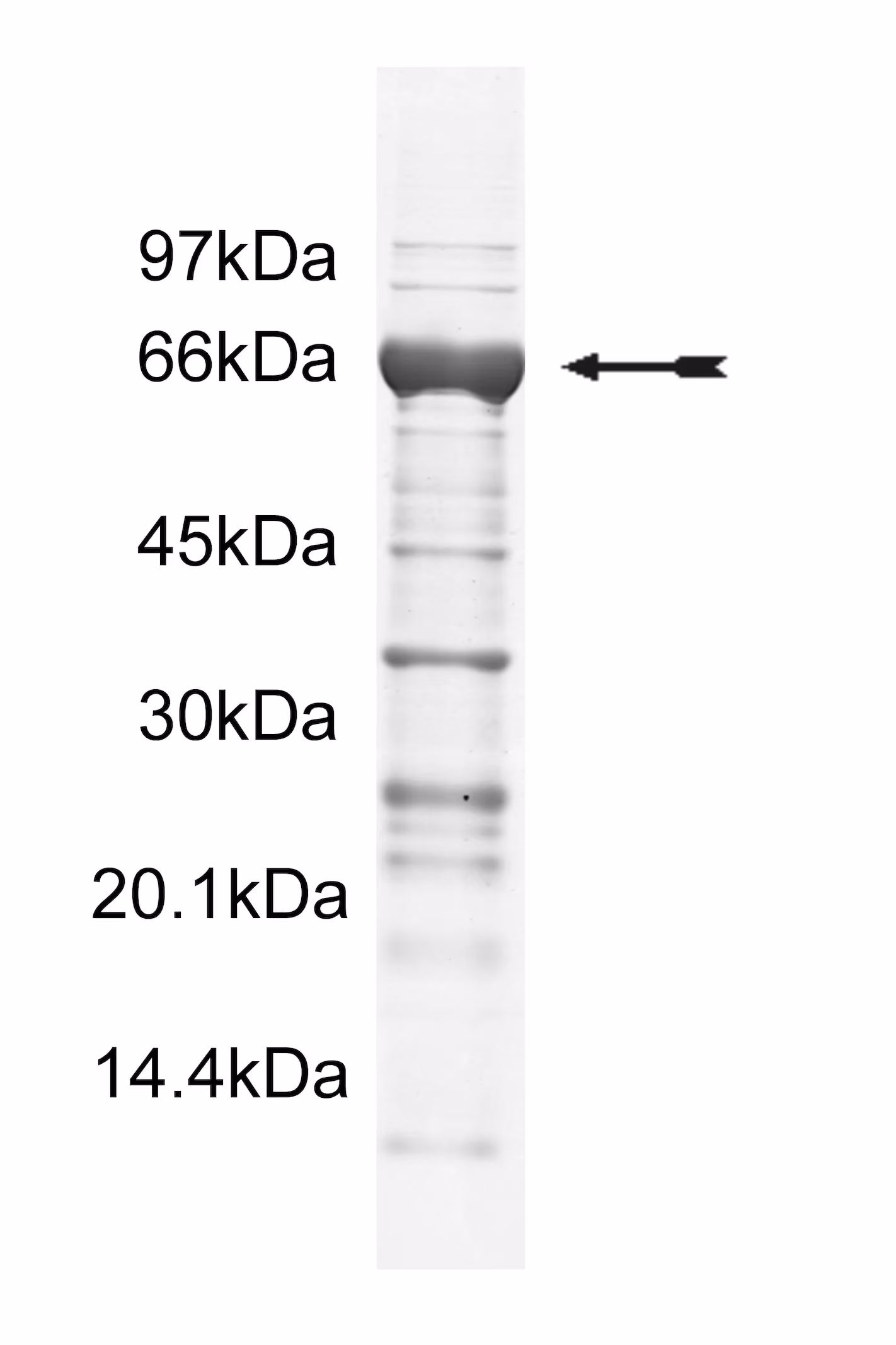 PAK2, active Human Recombinant Kinase Protein