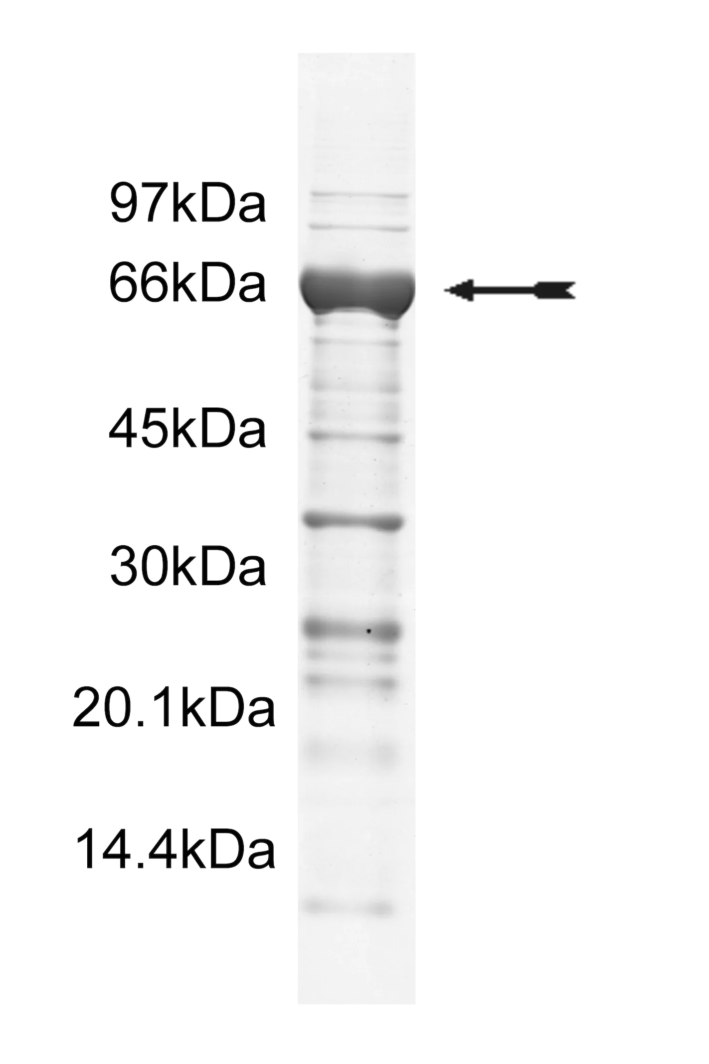 PAK2, active Human Recombinant Kinase Protein