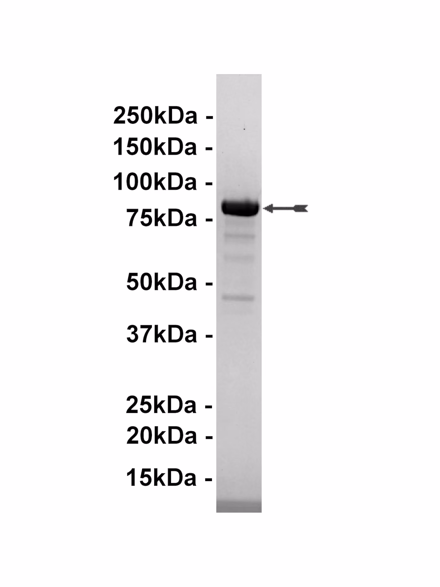 Rsk2/MAPKAP Kinase 1b, active Human Recombinant Kinase Protein