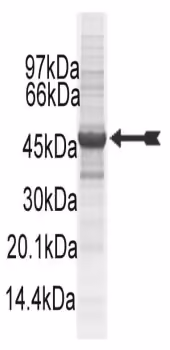 EphB2, active Human Recombinant Kinase Protein