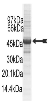 EphB2, active Human Recombinant Kinase Protein