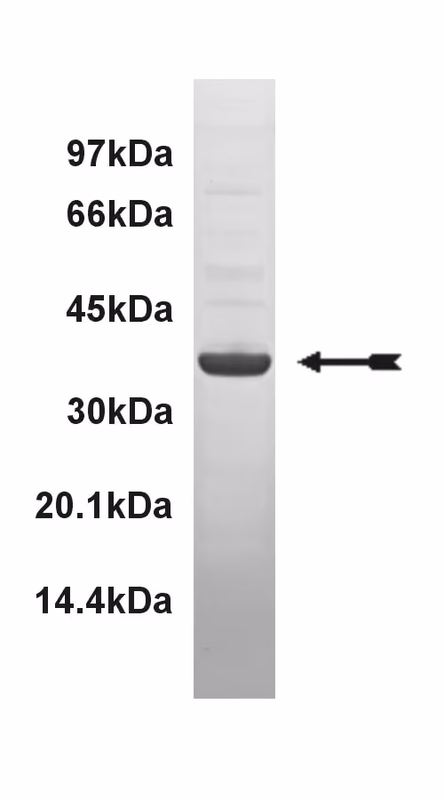 EphA2, active Human Recombinant Kinase Protein