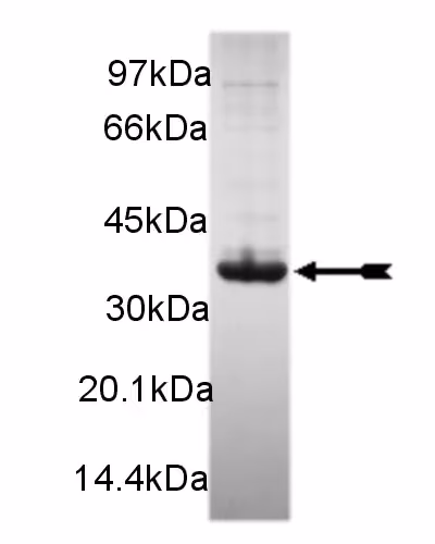 NEK7, active Human Recombinant Kinase Protein