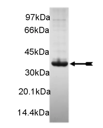 NEK7, active Human Recombinant Kinase Protein