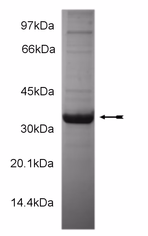 EphA4, active Human Recombinant Kinase Protein
