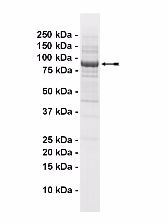 IKKβ, active Human Recombinant Kinase Protein