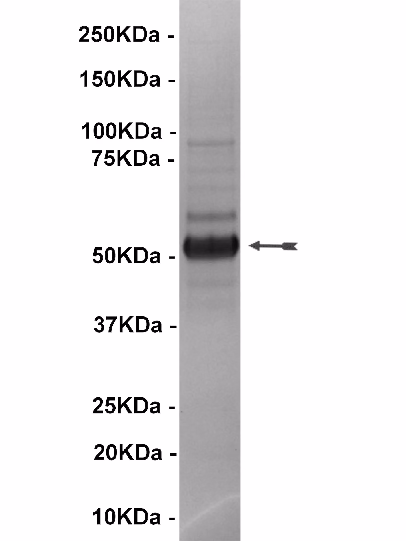 p70 S6 Kinase, active Human Recombinant Kinase Protein
