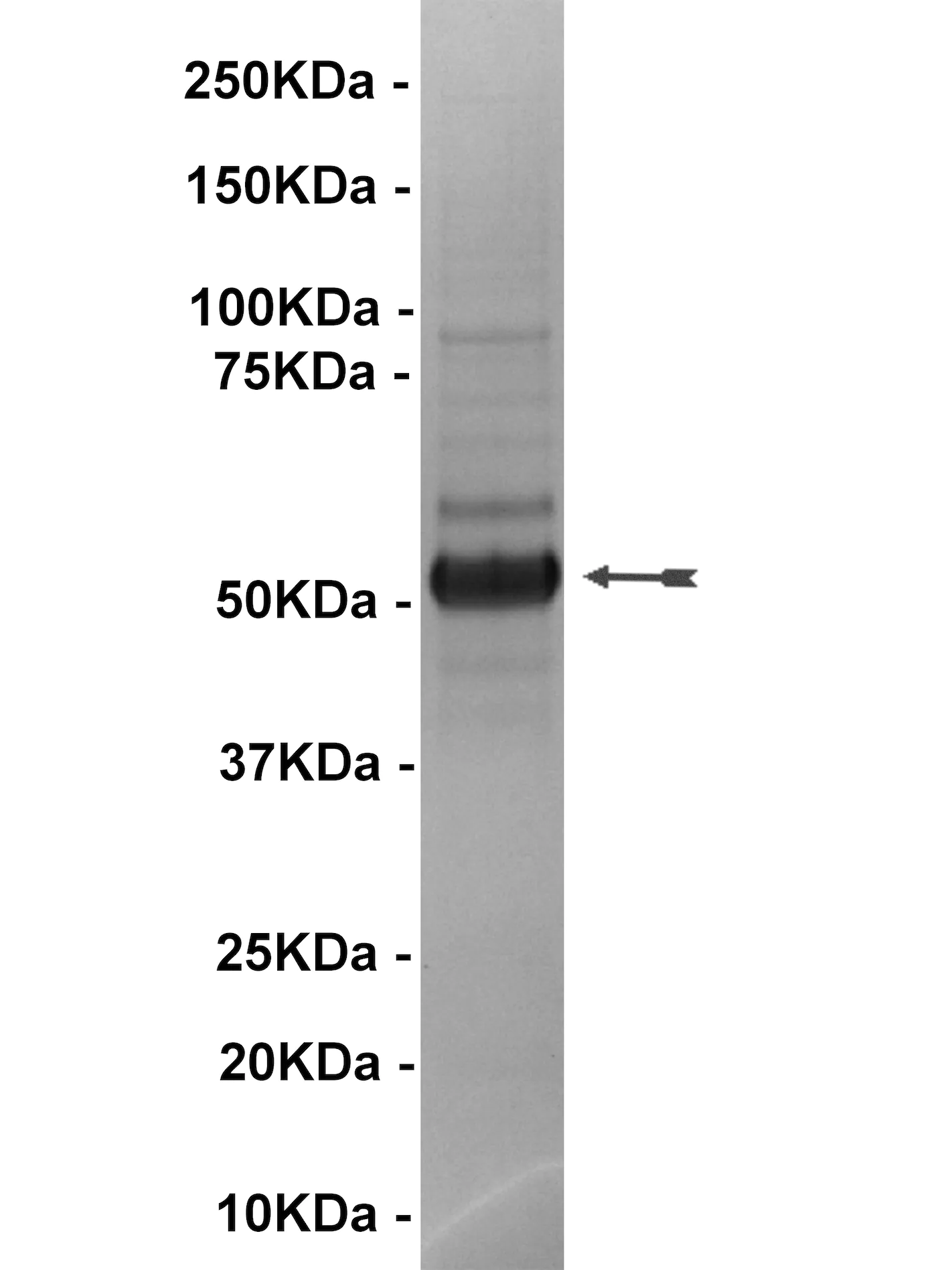 p70 S6 Kinase, active Human Recombinant Kinase Protein