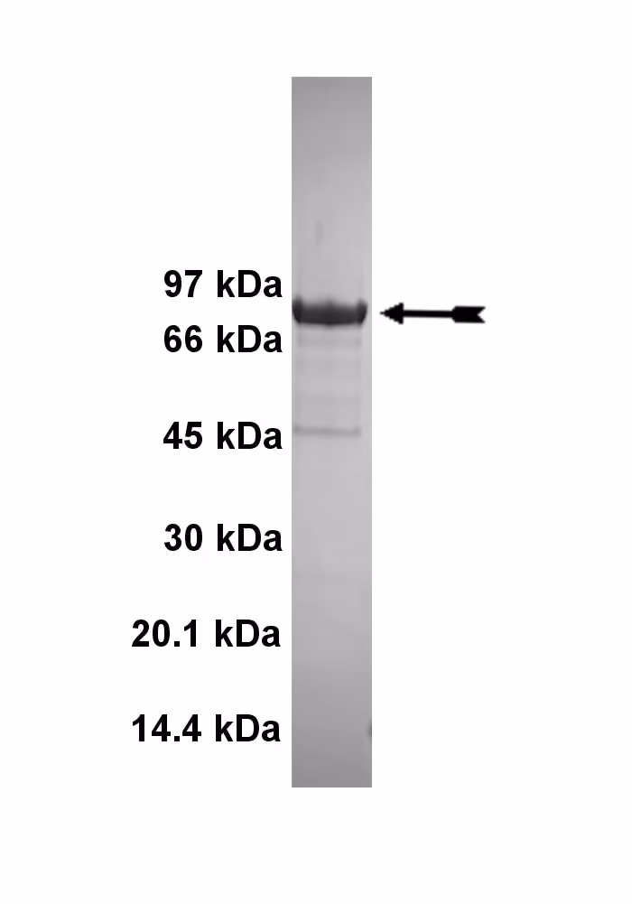PKCγ, active Human Recombinant Kinase Protein