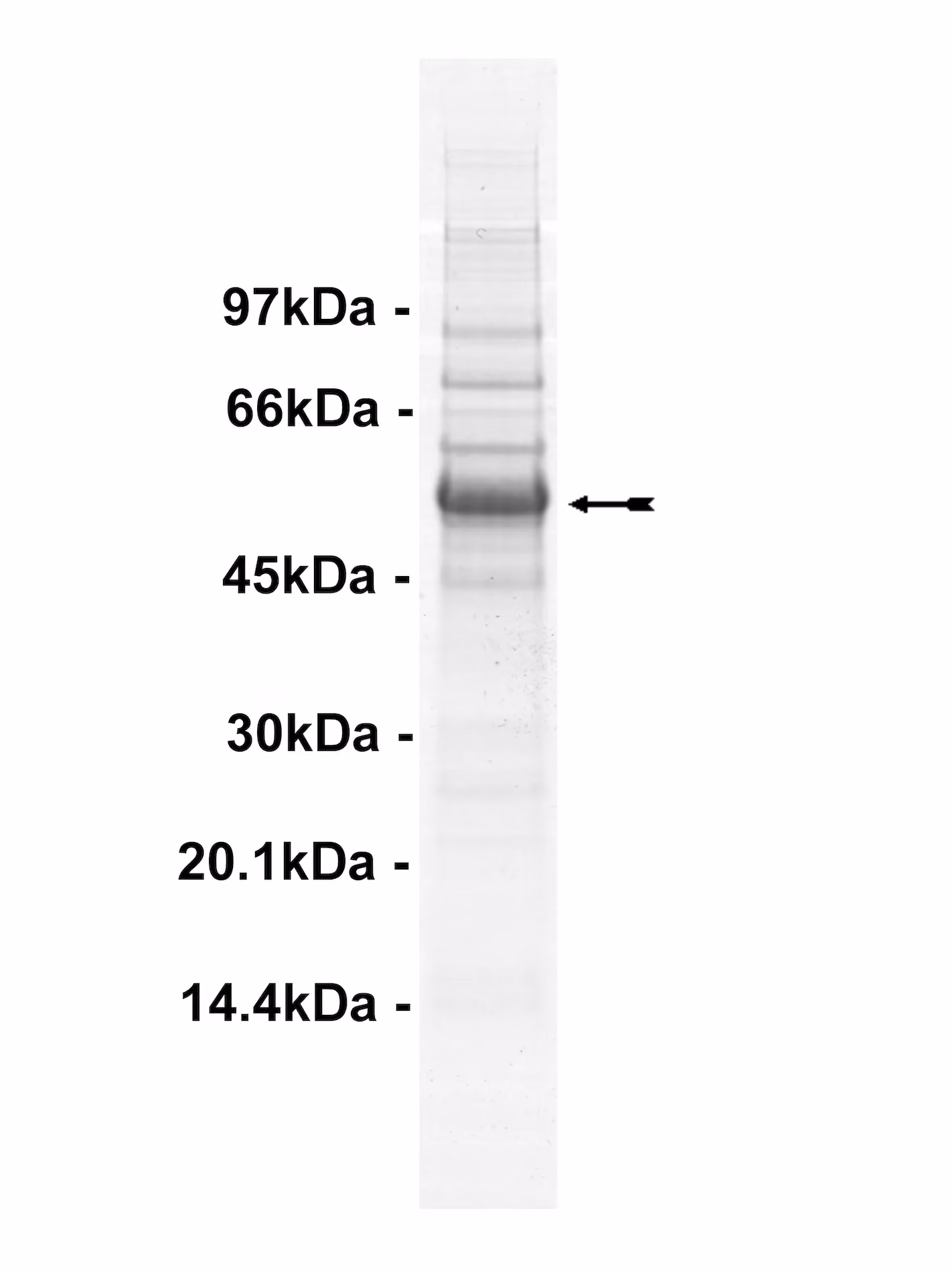 GSK3α, active Human Recombinant Kinase Protein