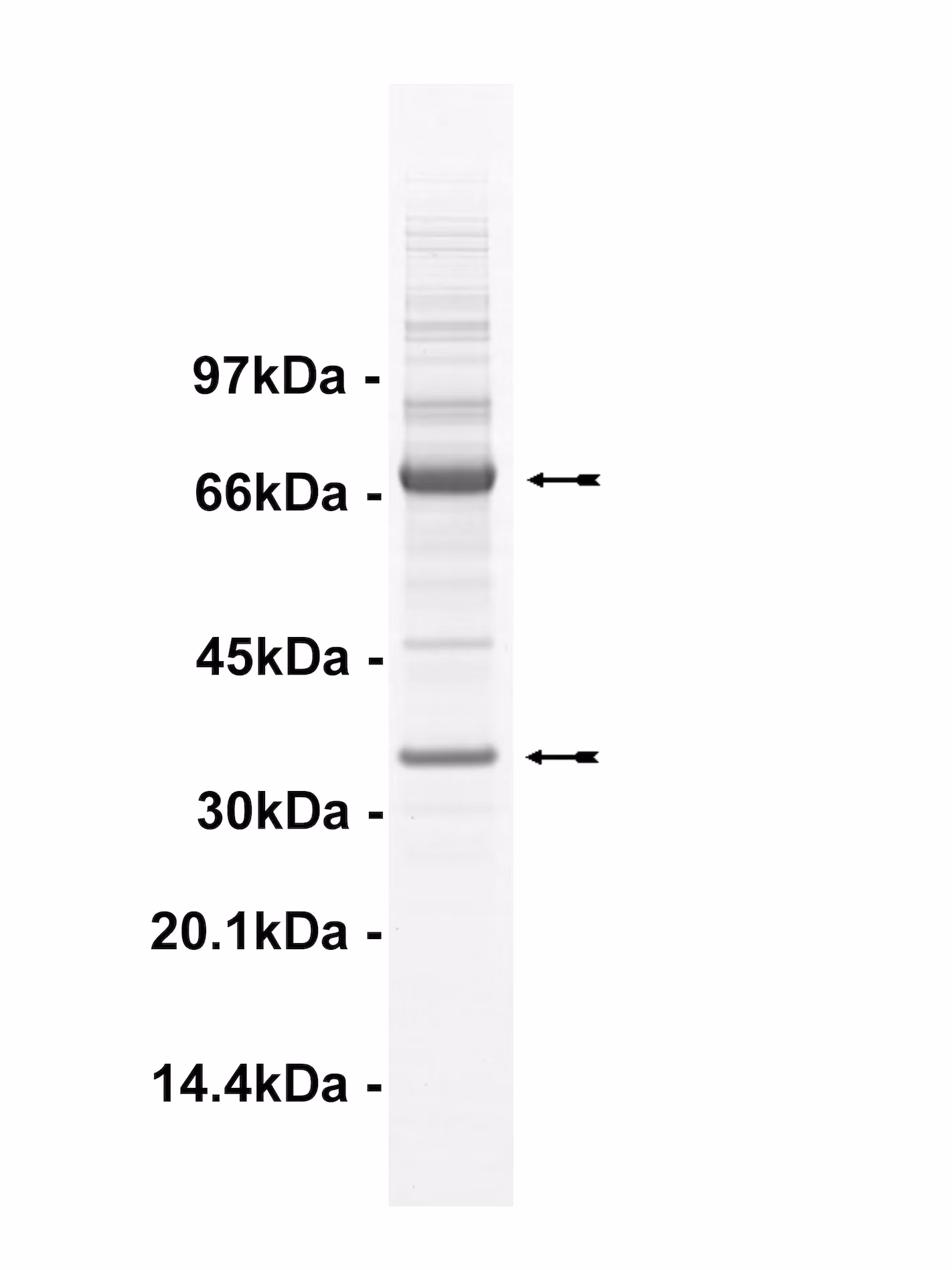 Cdk3/Cyclin E, active Human Recombinant Kinase Protein