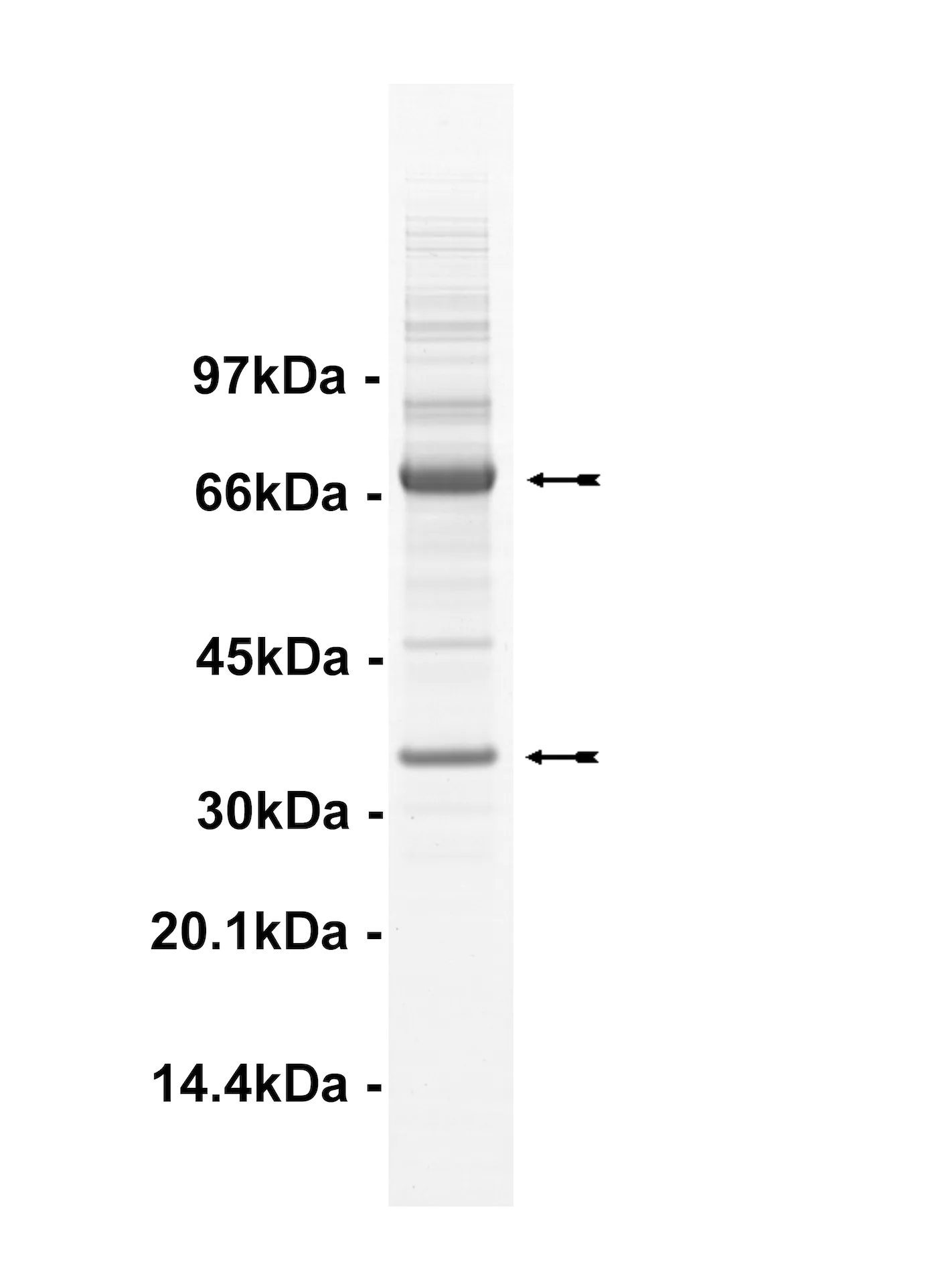 Cdk3/Cyclin E, active Human Recombinant Kinase Protein