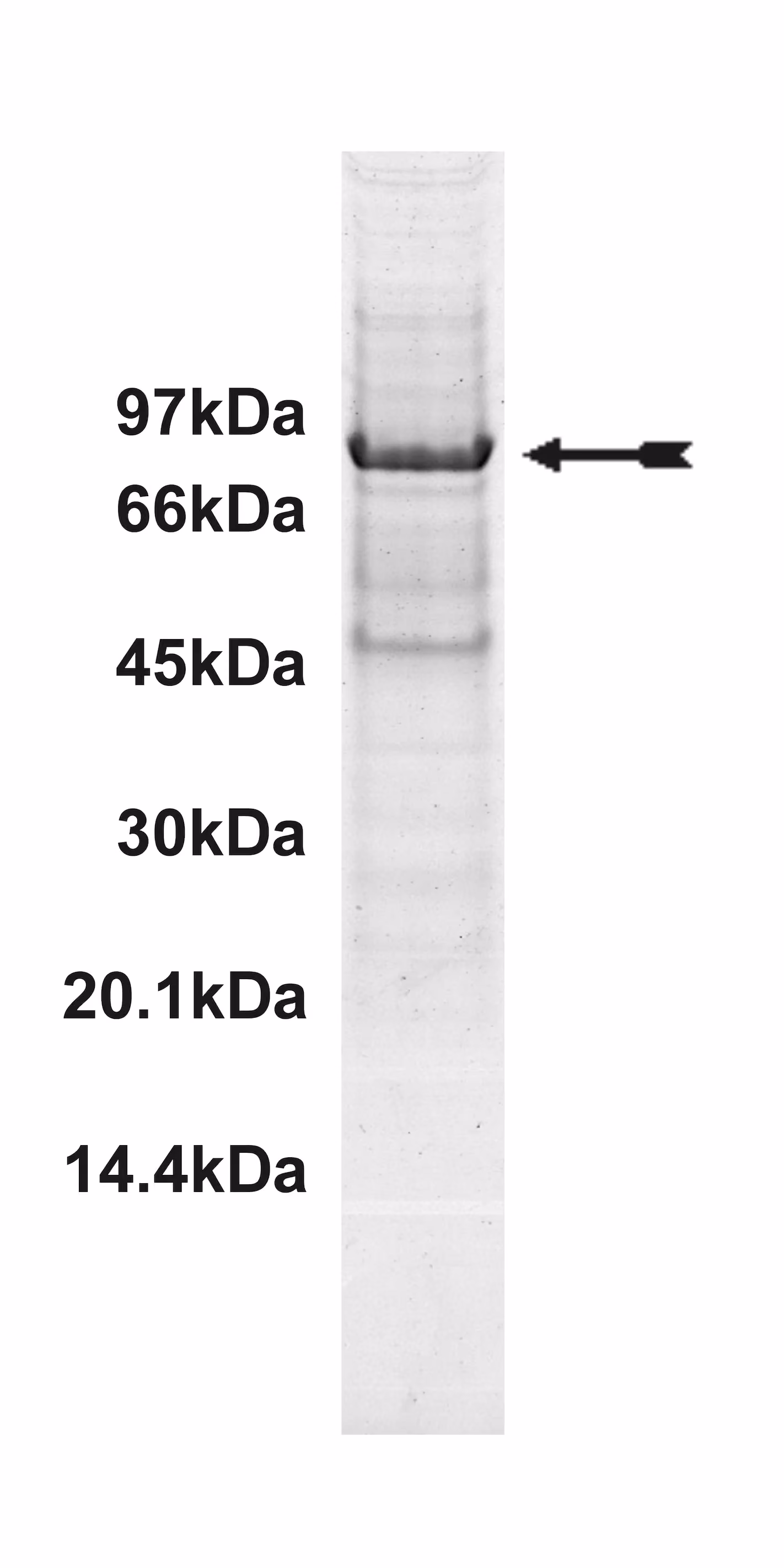 PKC η, active Human Recombinant Kinase Protein