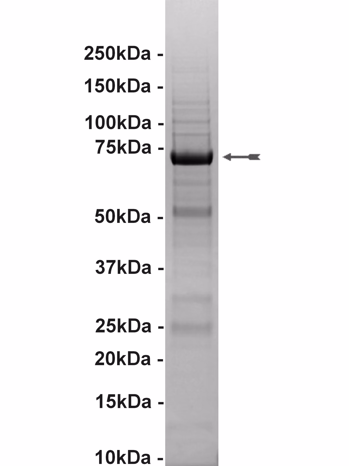 Flt3, active Human Recombinant Kinase Protein