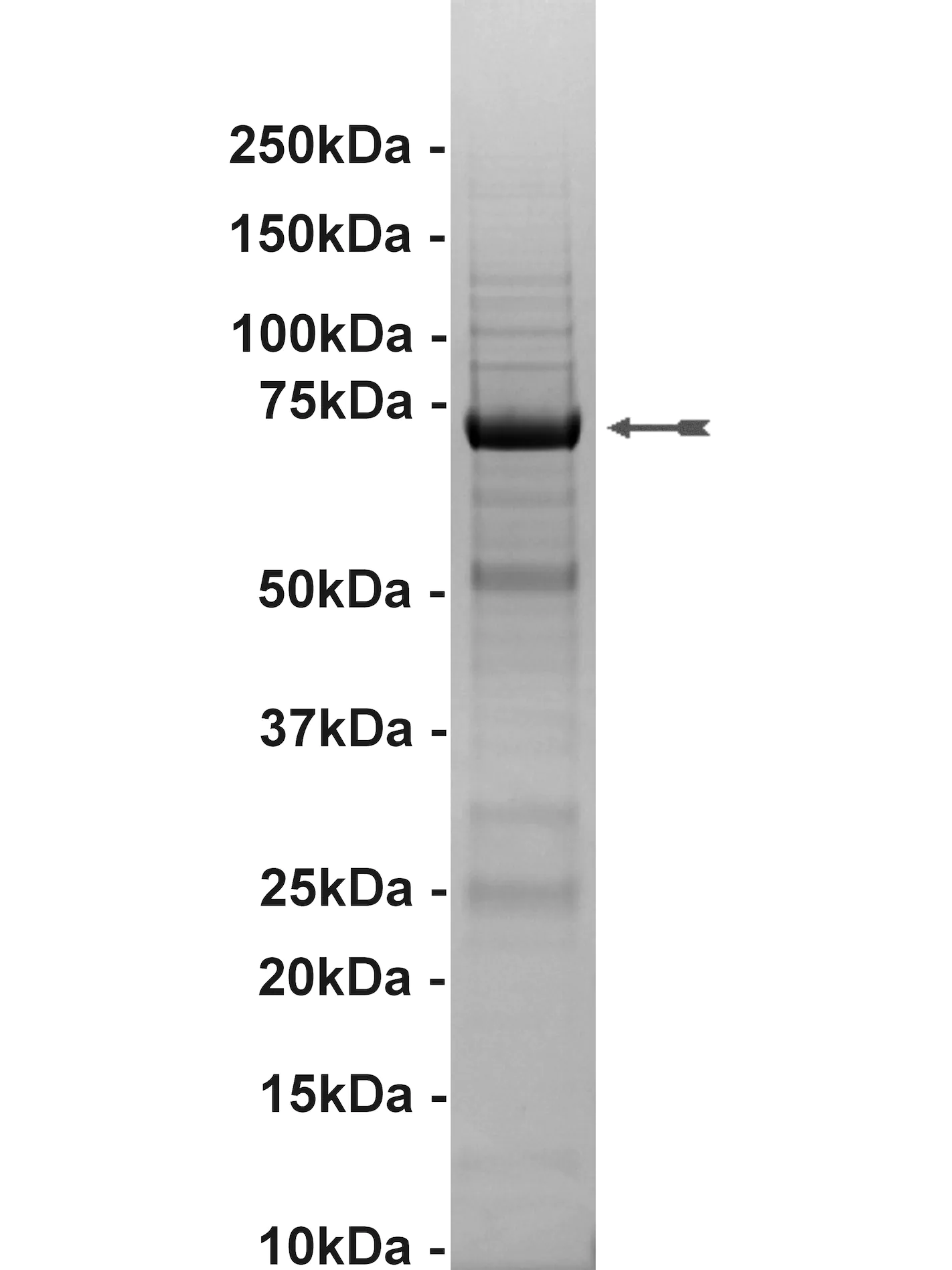 Flt3, active Human Recombinant Kinase Protein