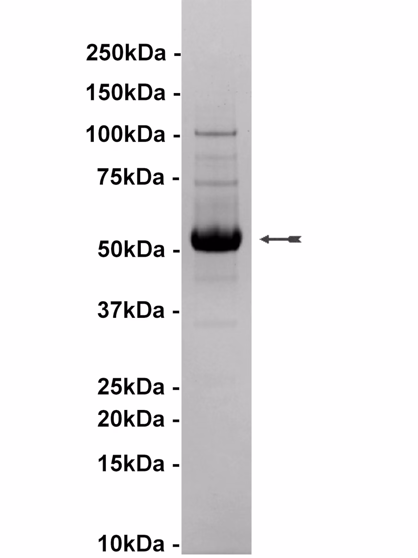 JNK3/SAPK1b, active Human Recombinant Kinase Protein