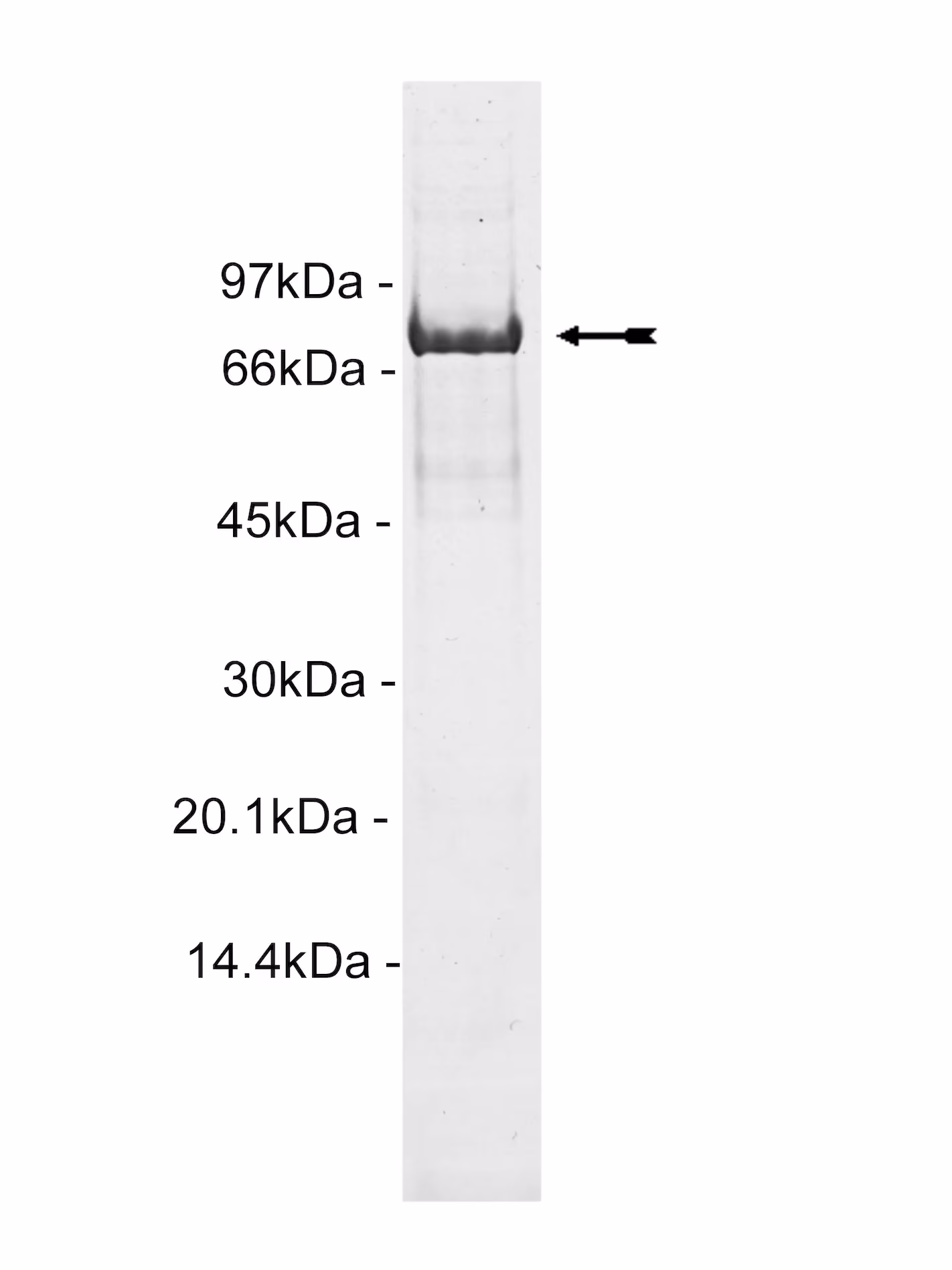 PKCδ, active Human Recombinant Kinase Protein