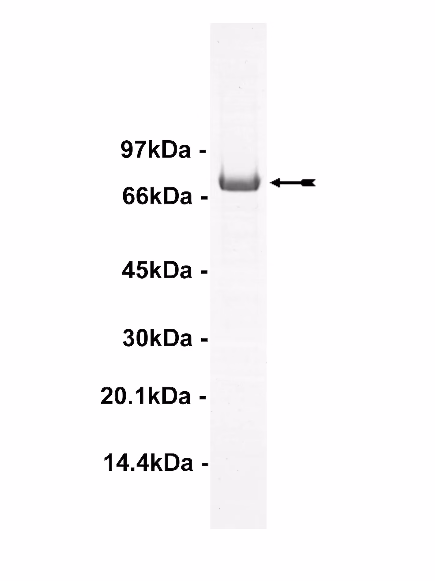 PKC iota, active Human Recombinant Kinase Protein