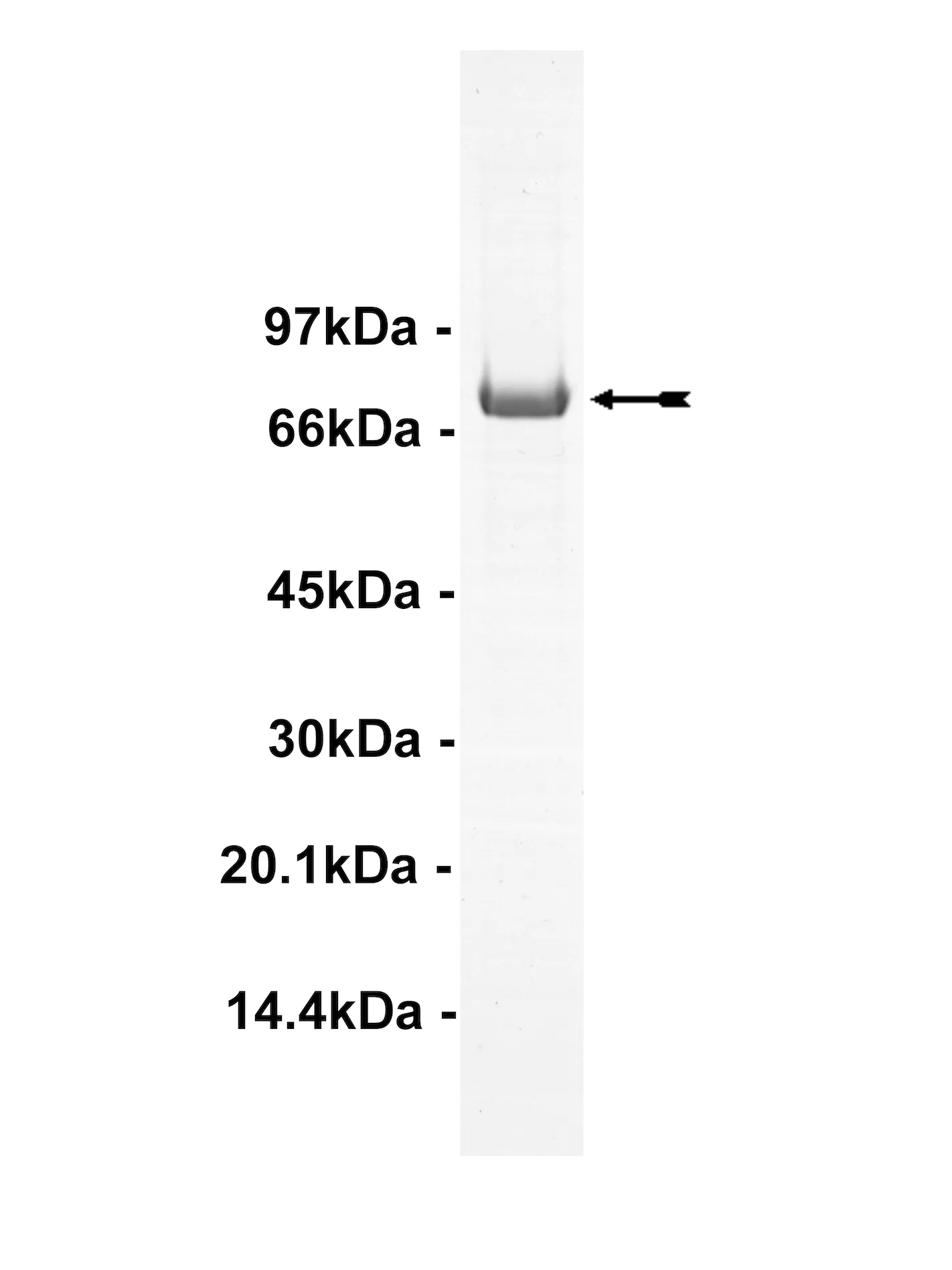 PKC iota, active Human Recombinant Kinase Protein