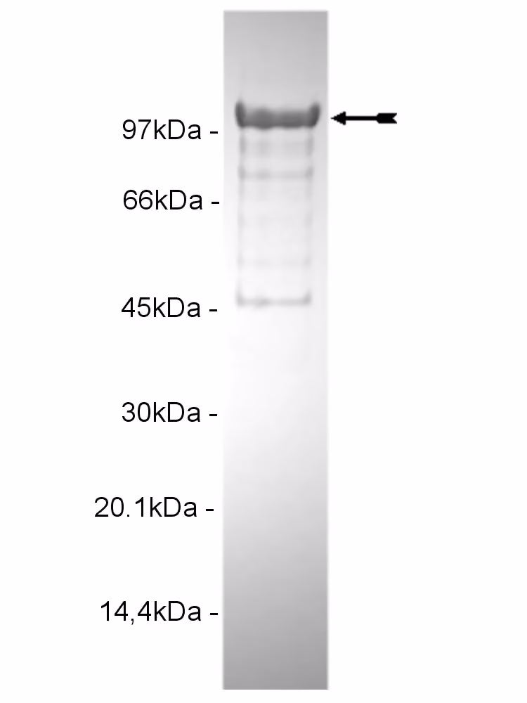 PKCμ, active Human Recombinant Kinase Protein