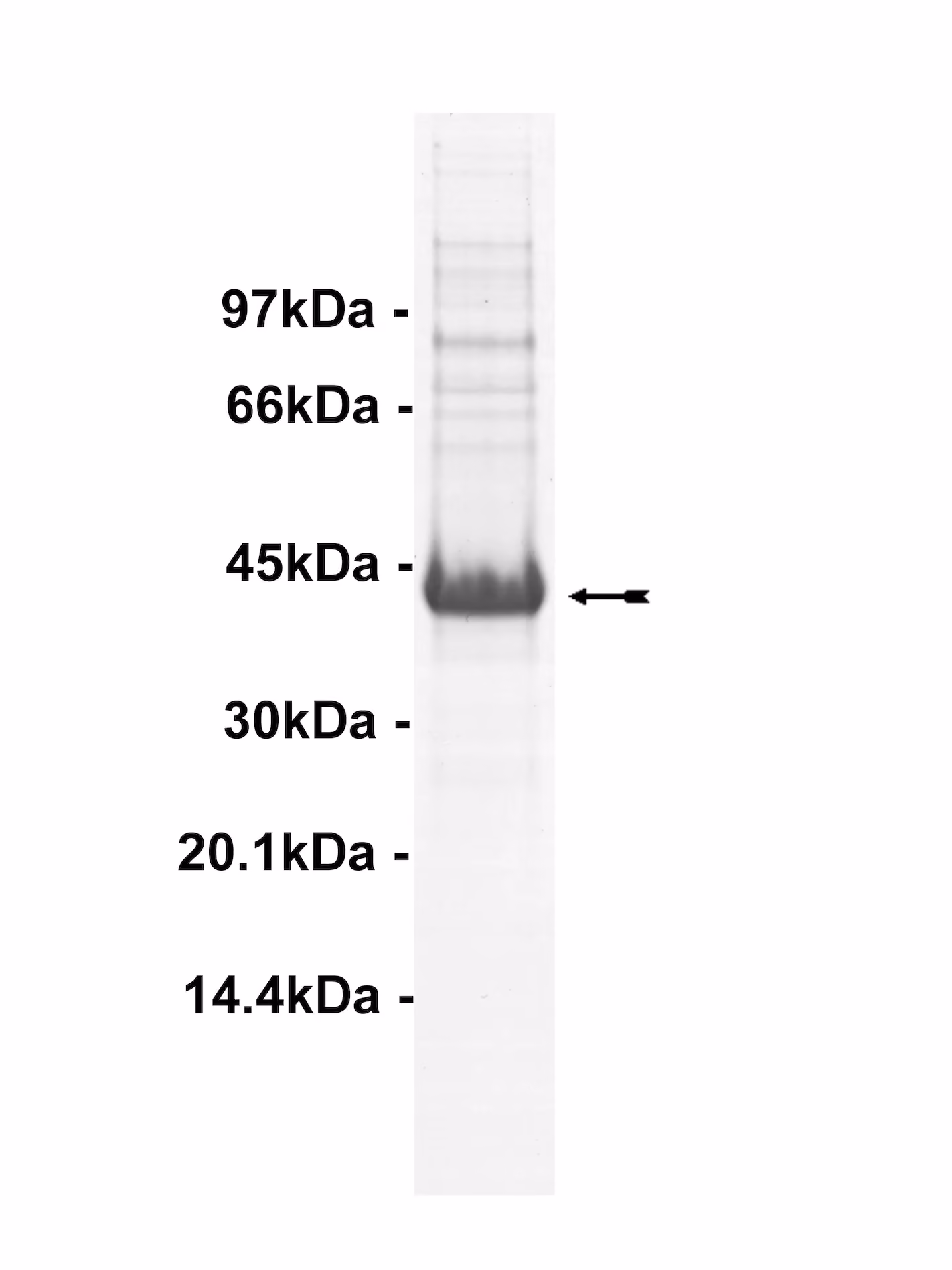 TrkB, active Human Recombinant Kinase Protein