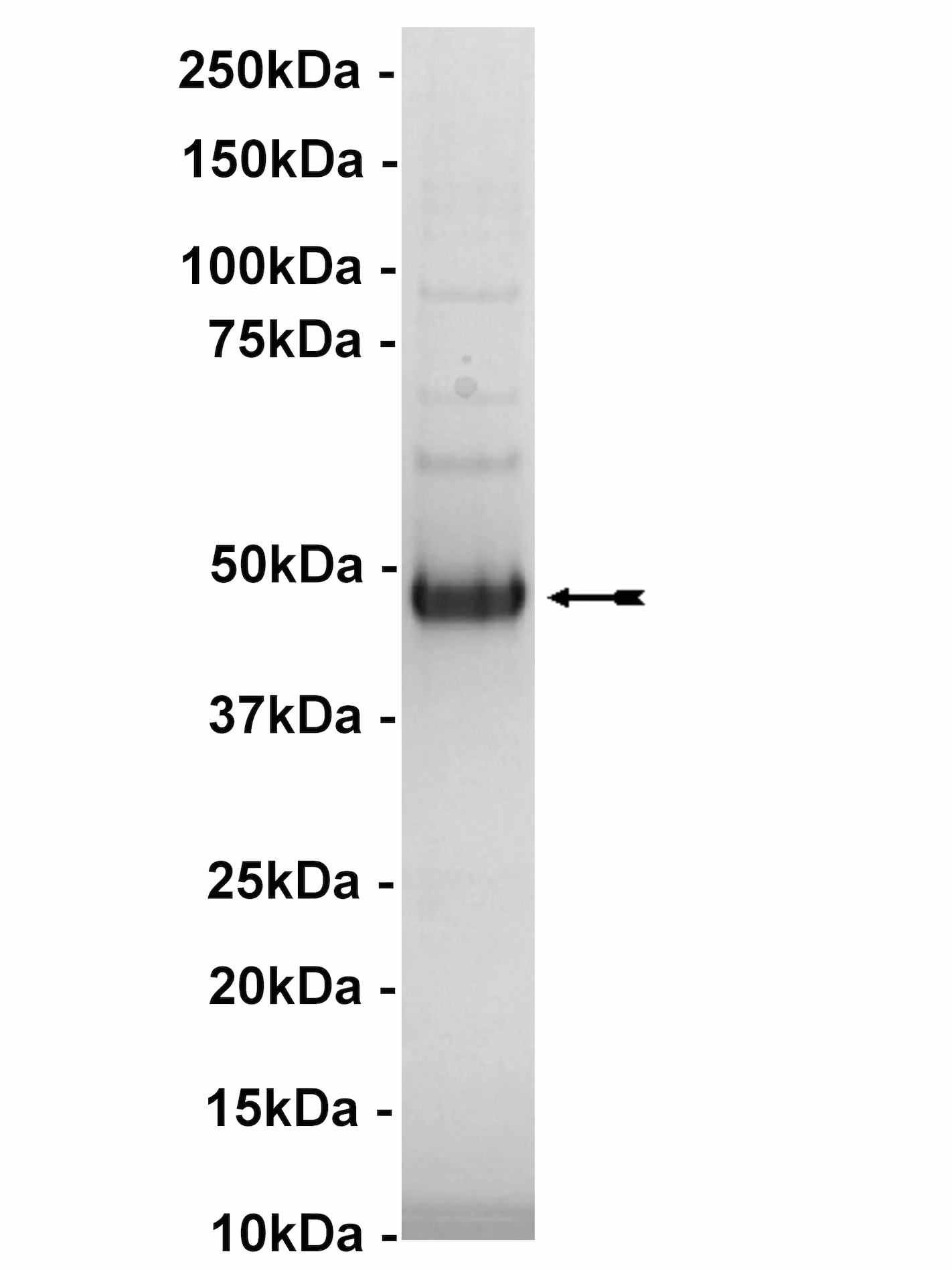 Akt3/PKBγ (S472D), active Human Recombinant Kinase Protein