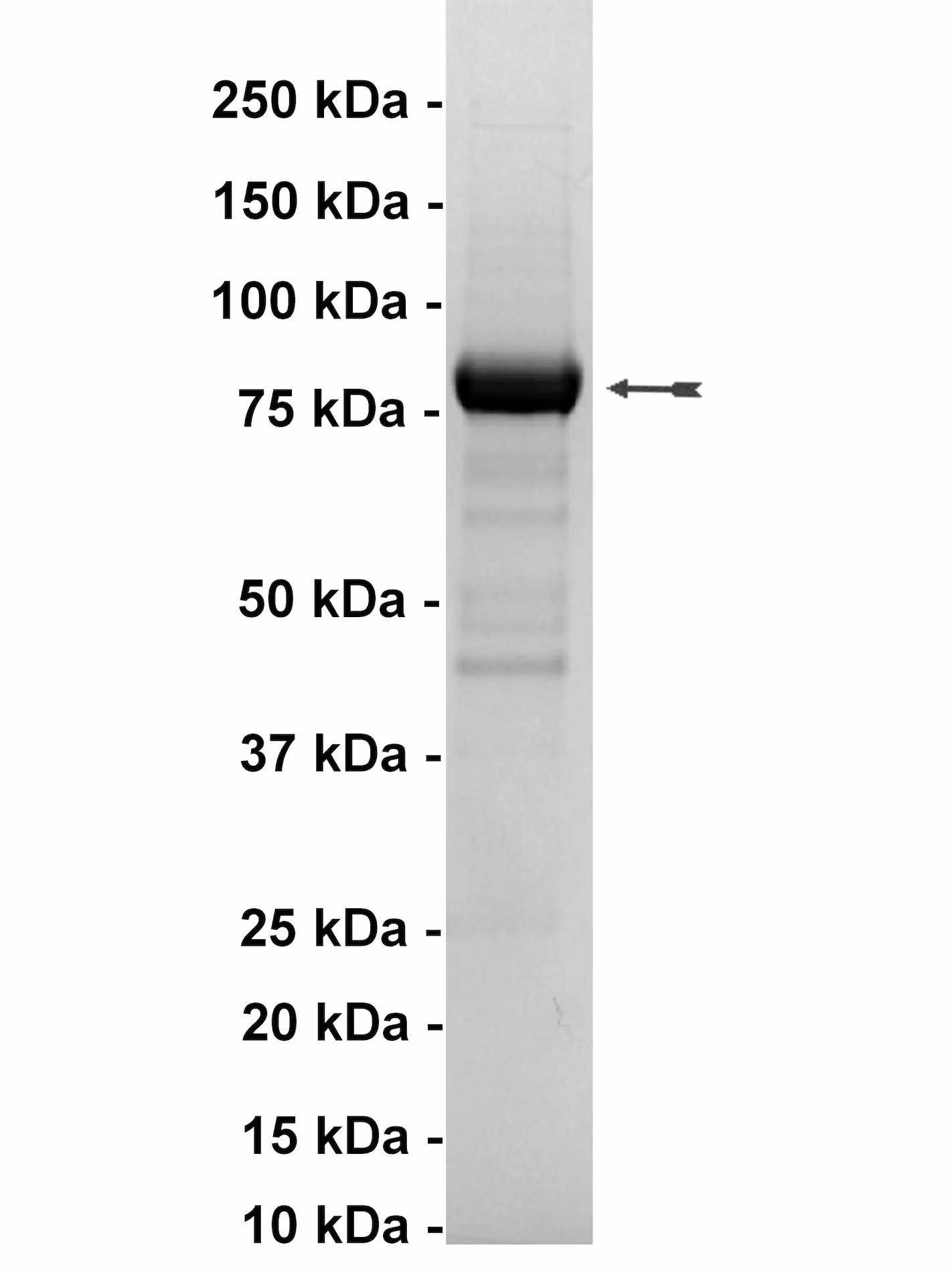 Rsk1/MAPKAP Kinase 1a, active Human Recombinant Kinase Protein