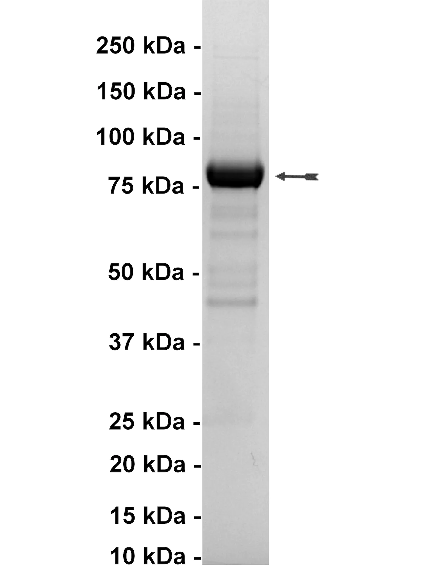 Rsk1/MAPKAP Kinase 1a, active Human Recombinant Kinase Protein