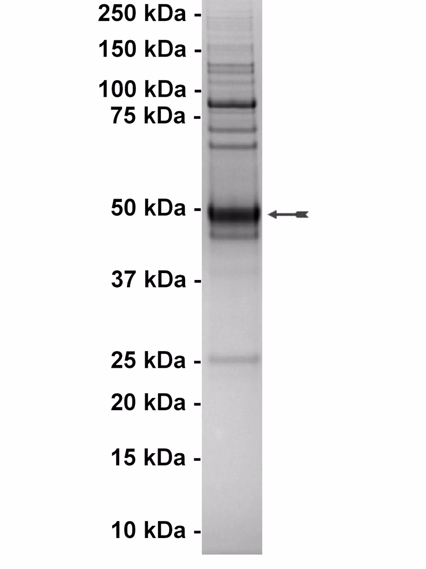 Axl, active Human Recombinant Kinase Protein
